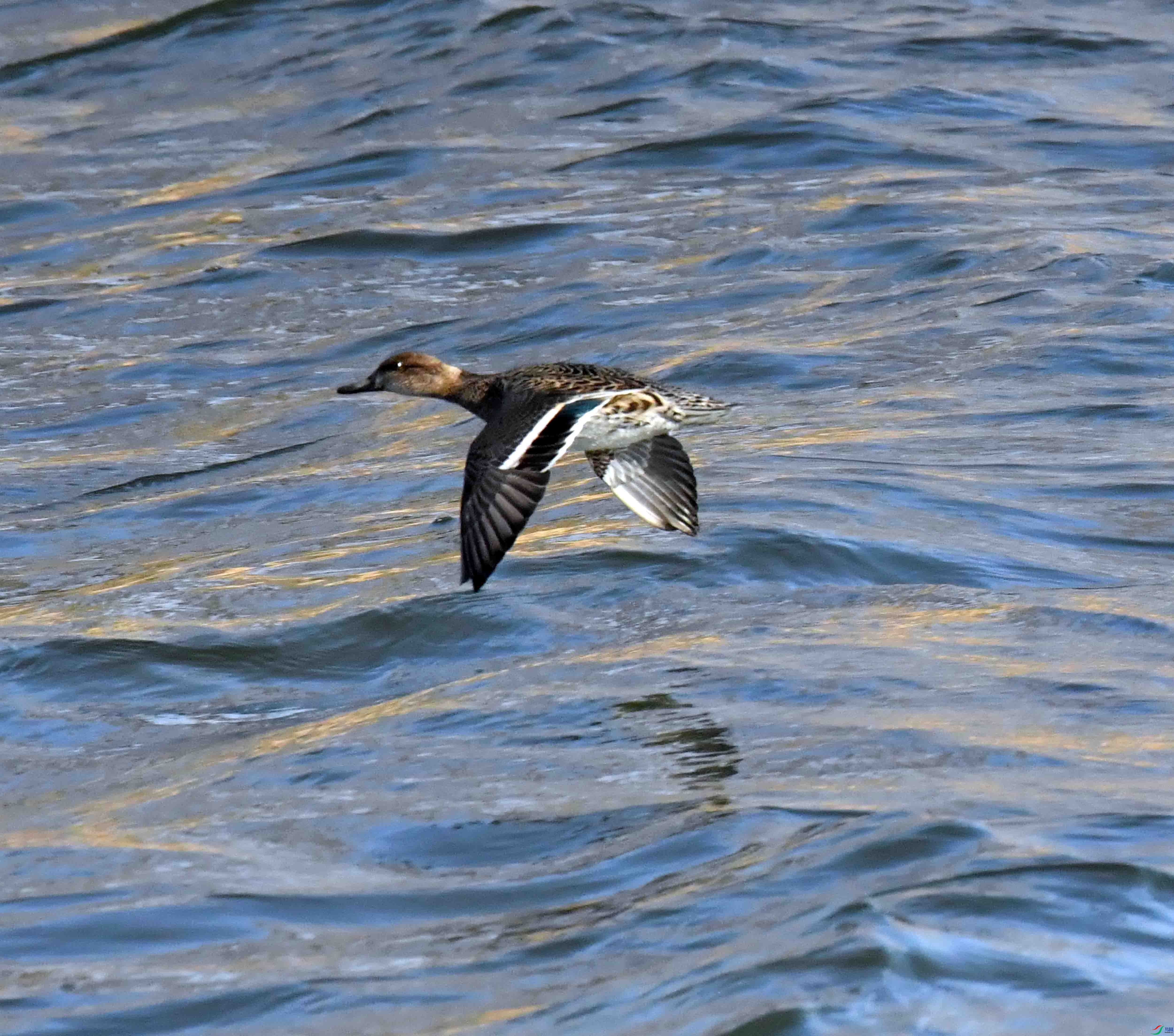 DSC_0732.JPG