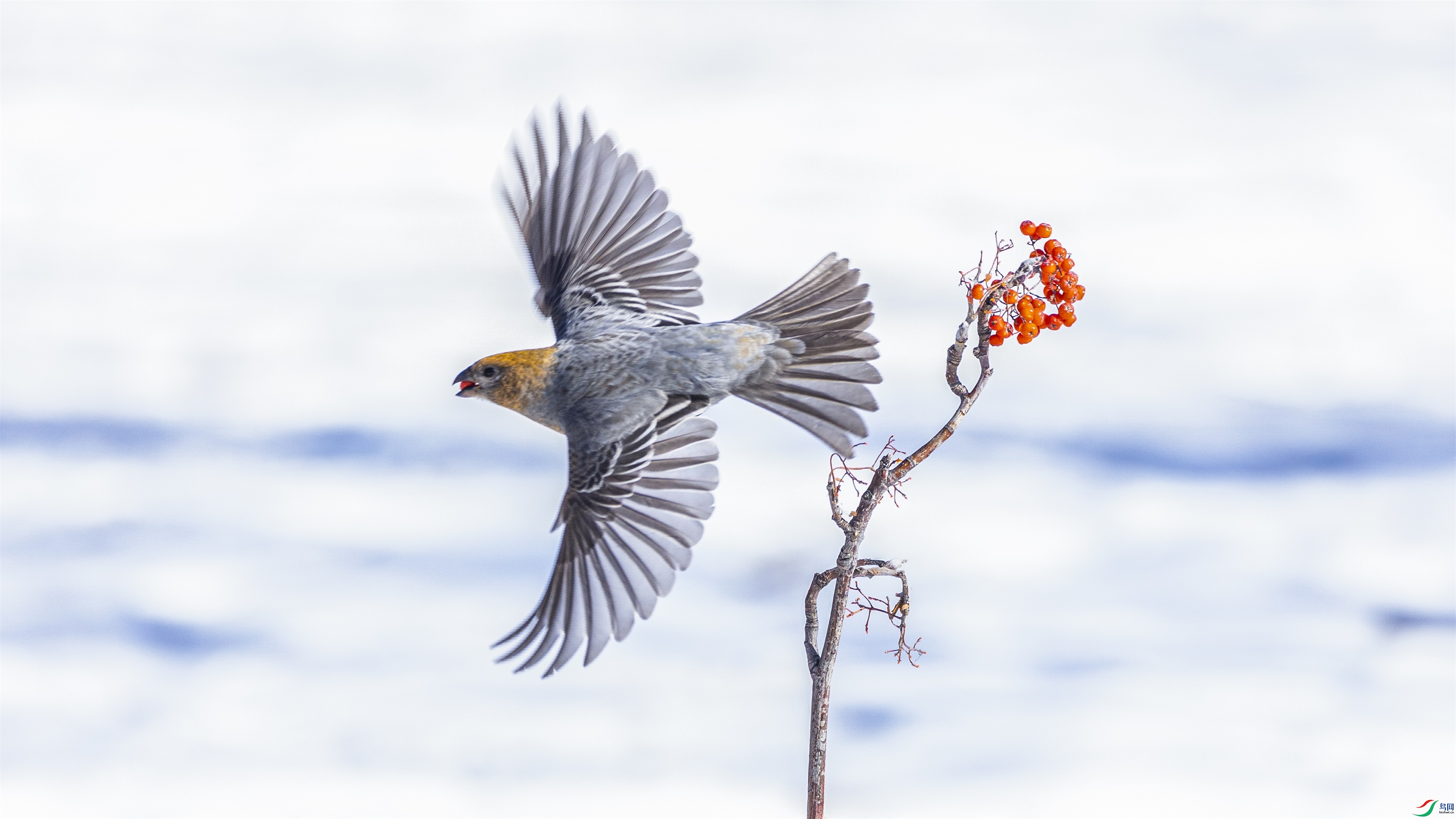 1K3A3996 ����1.jpg