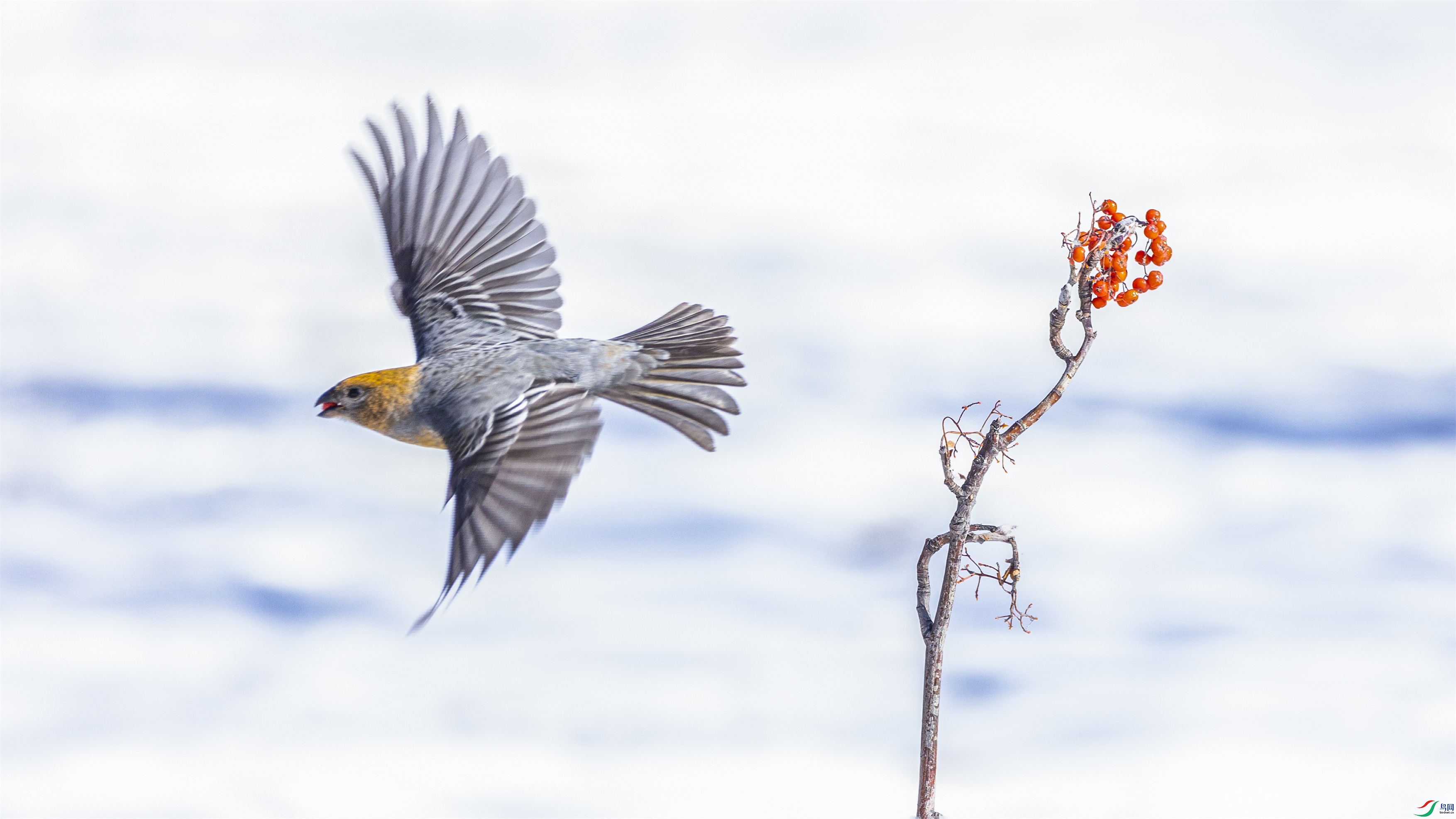 1K3A3997 ����1.jpg