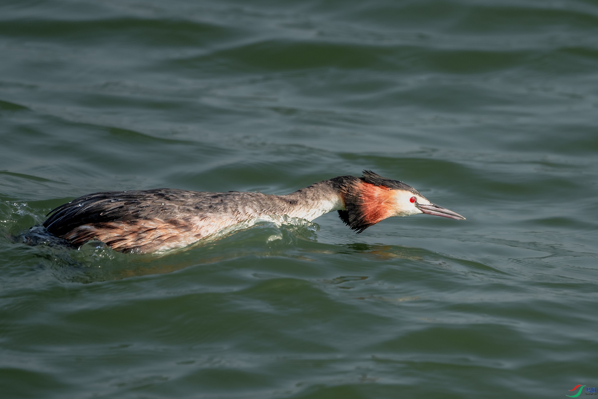 DSC_9653a.jpg