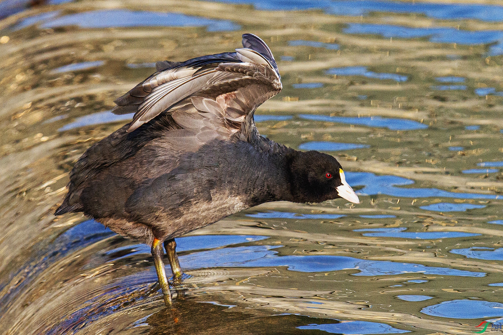 _MG_9635 ����.jpg