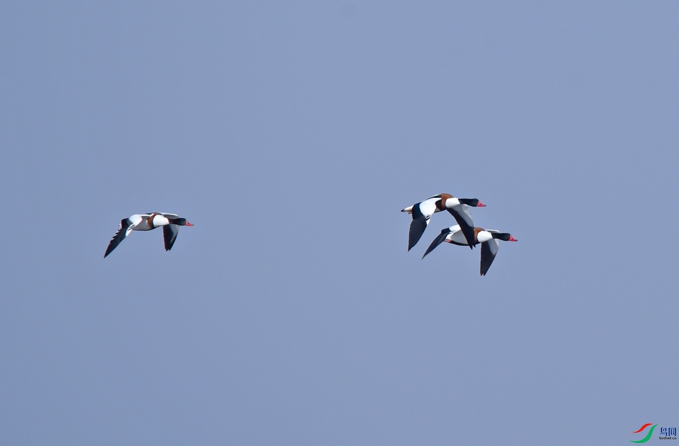 DSC_8112f.jpg