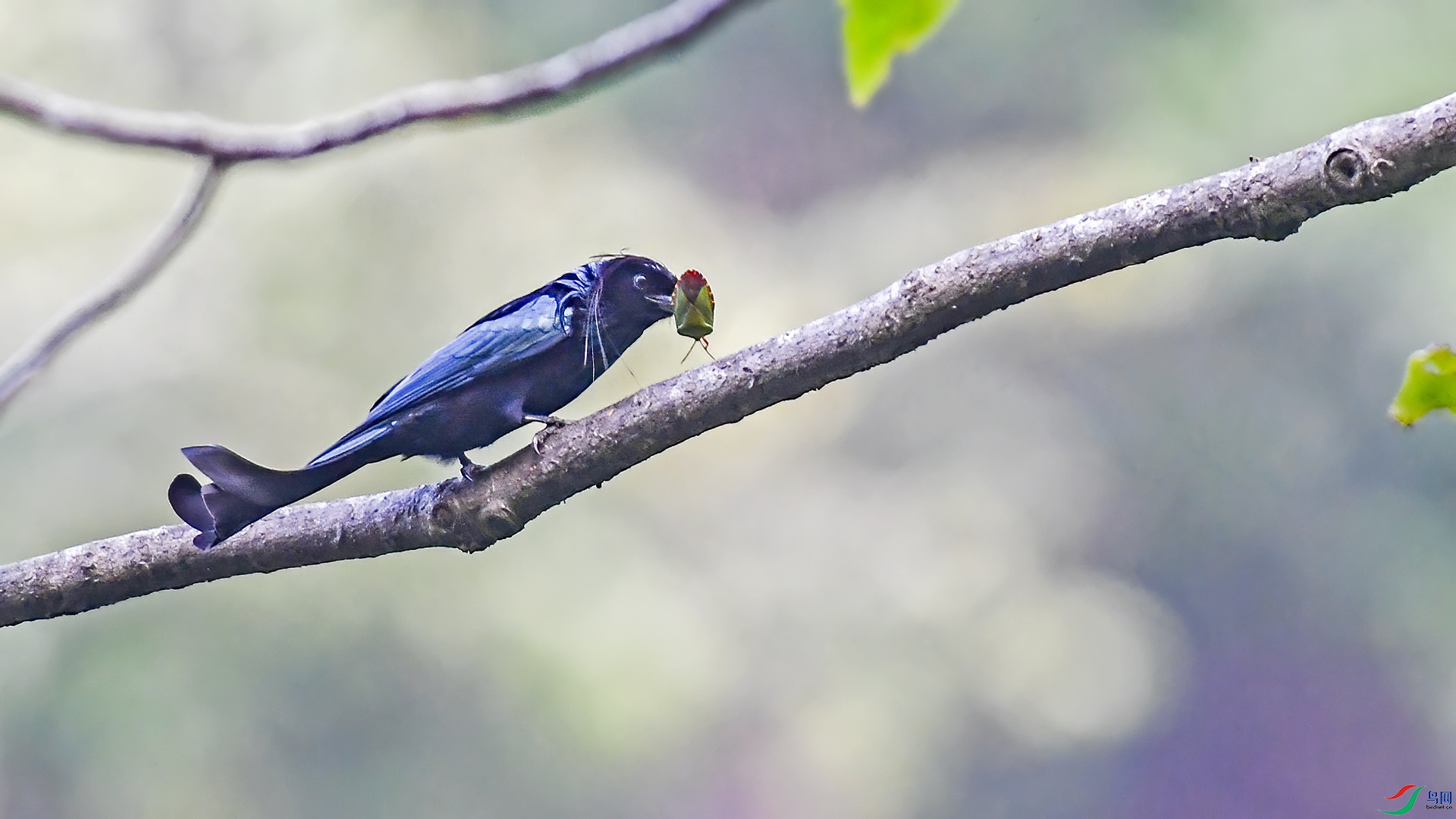 DSC_71nn80.jpg