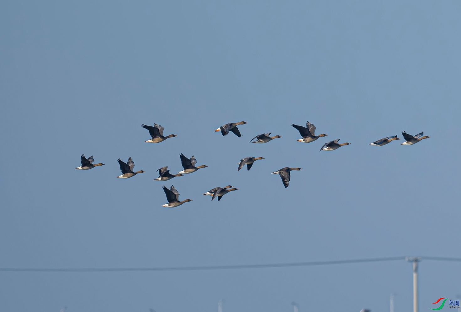 _DSC6519f.jpg