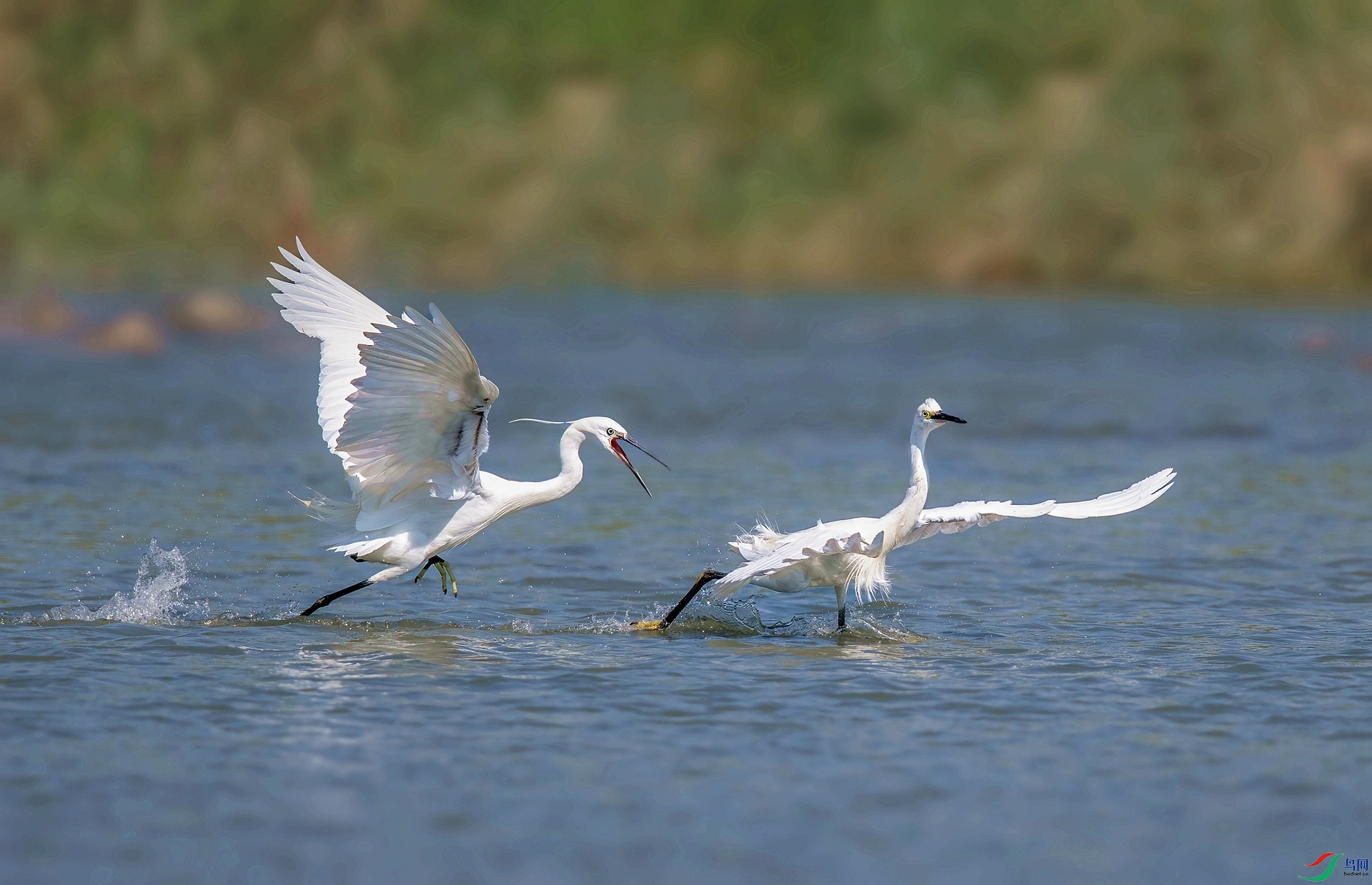 DSC_1723 ����_����.jpg