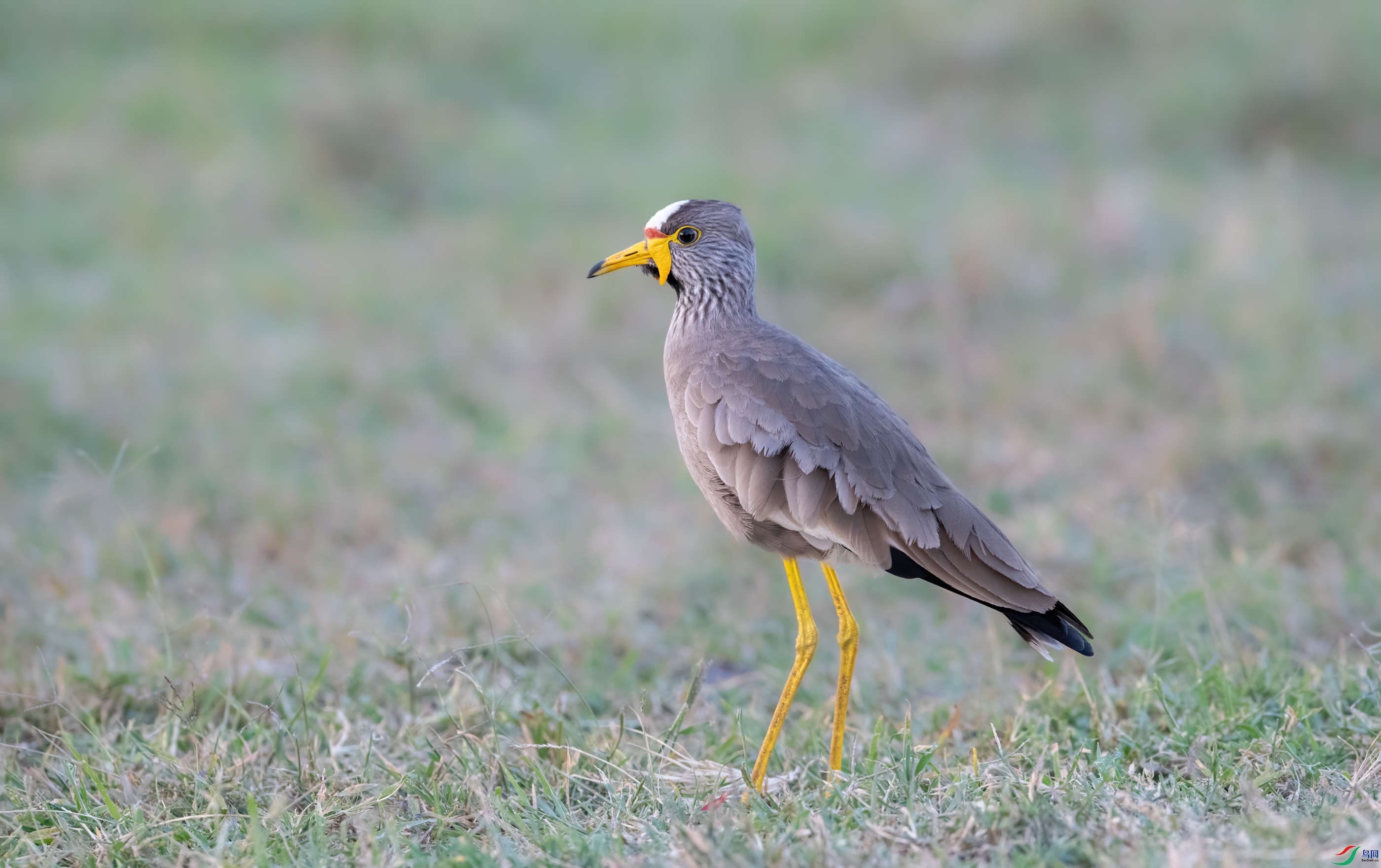DSC_4276-11.jpg