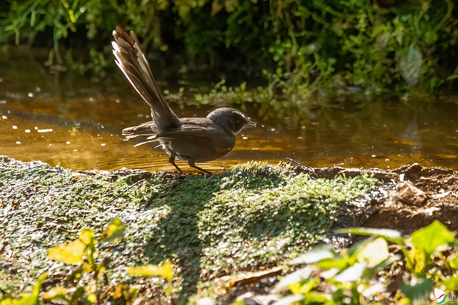 DSC_8523.jpg