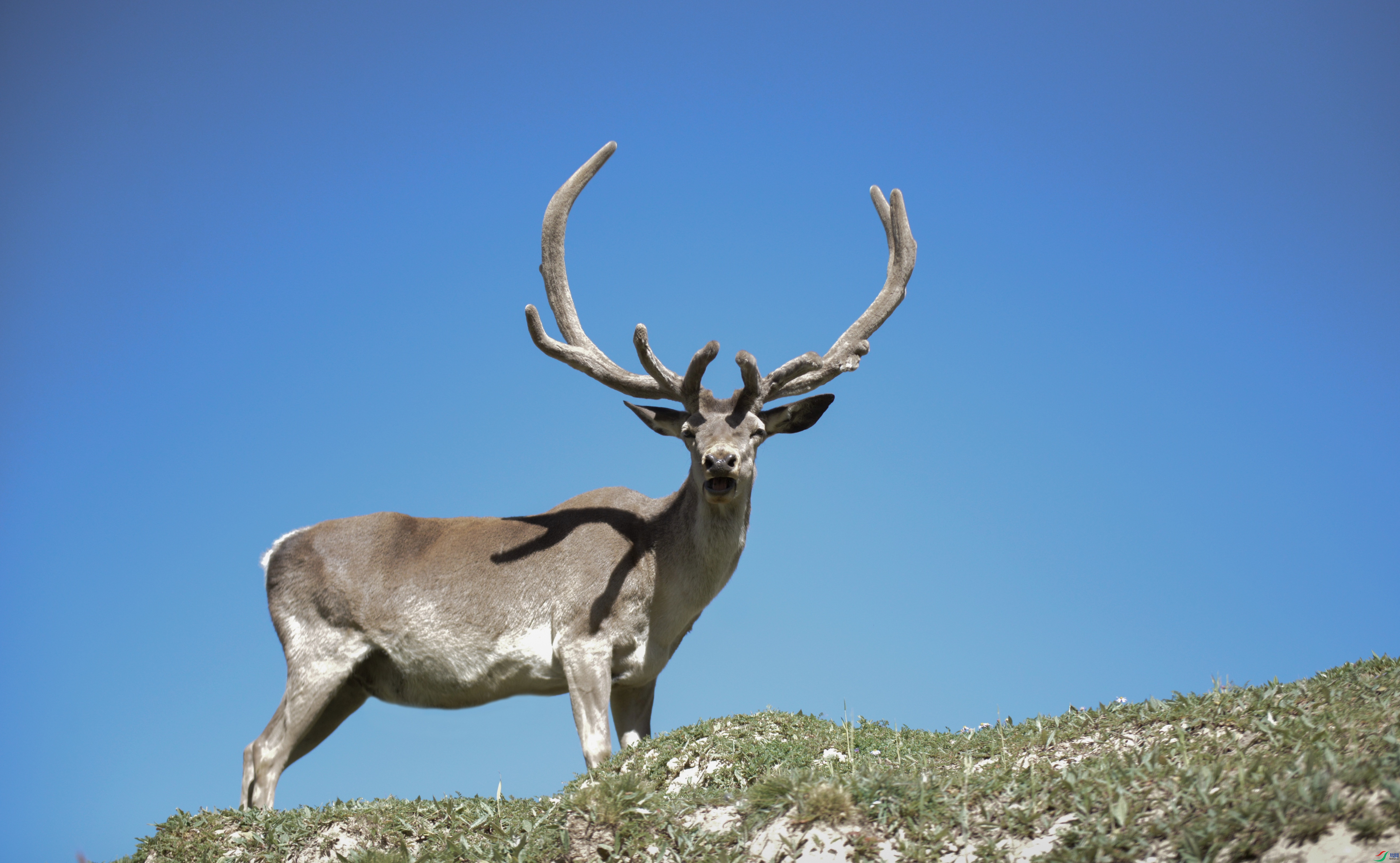 _AAA9593 - ����.JPG