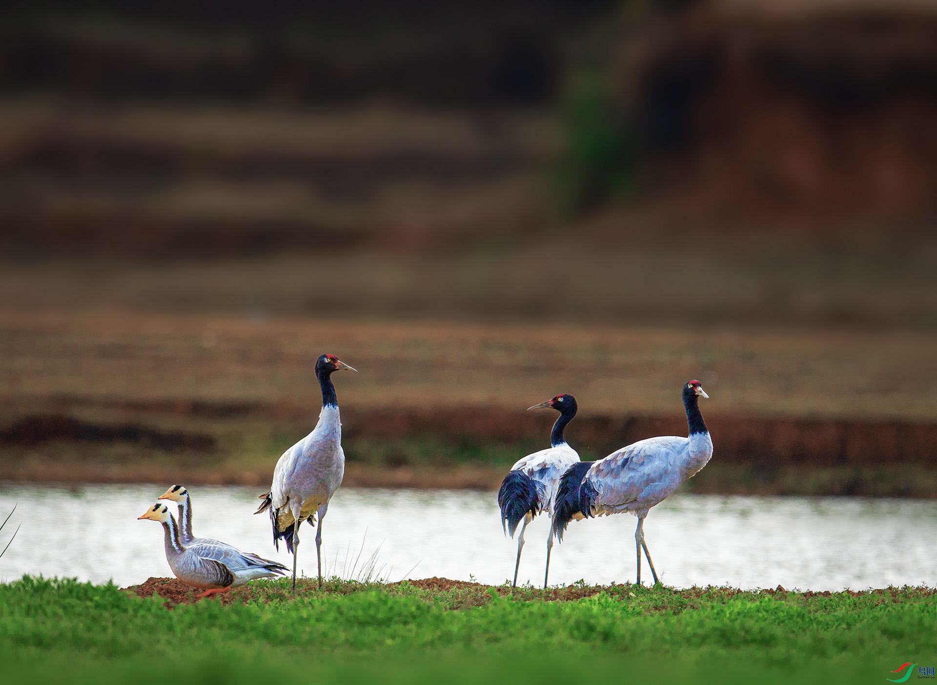 DSC_6816 -9 ����.jpg