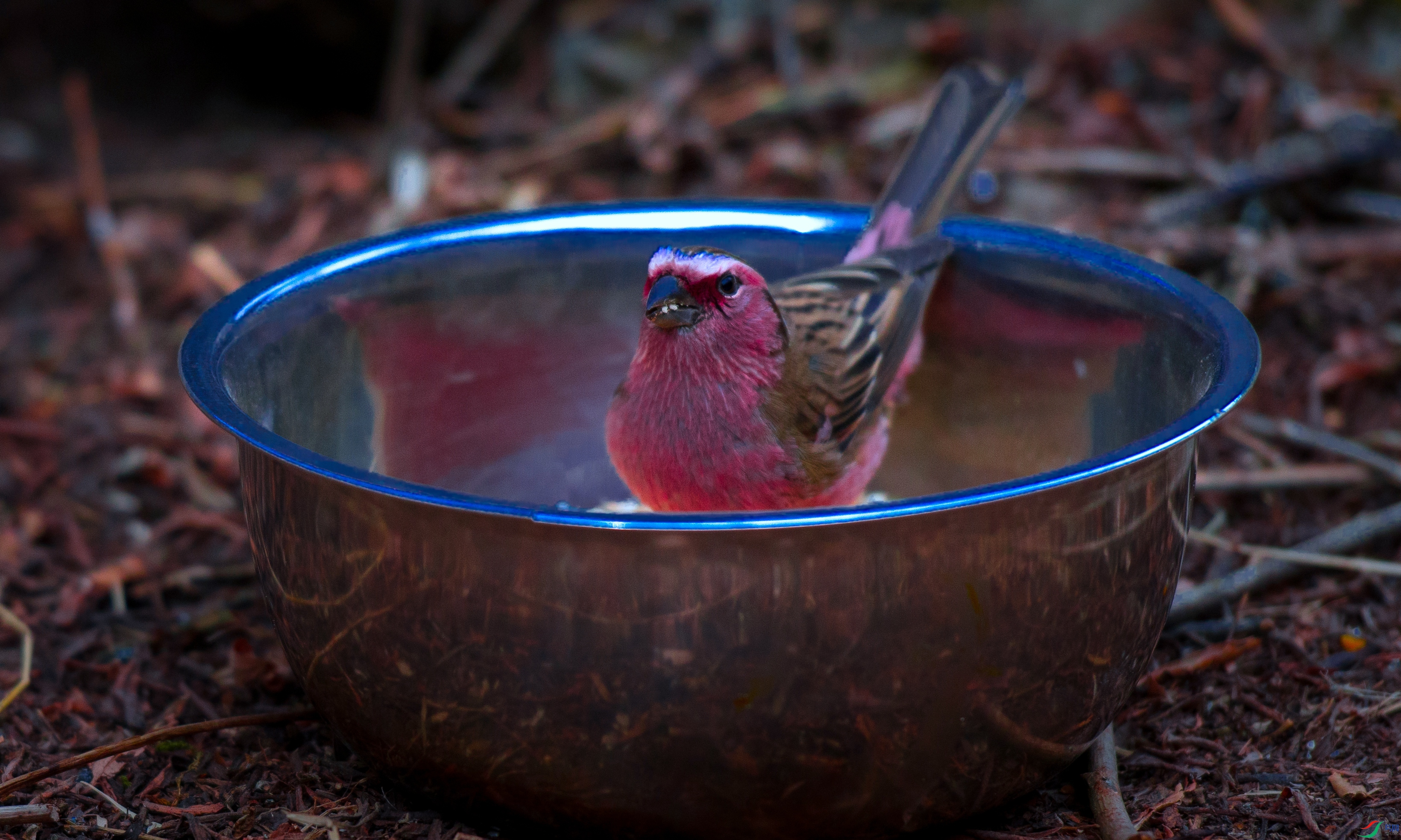 DSC_0825 ���� - ����.jpg