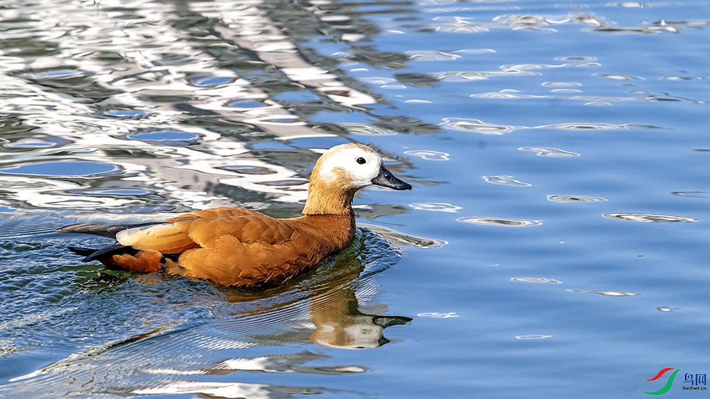 DSC_9147 ����2.jpg