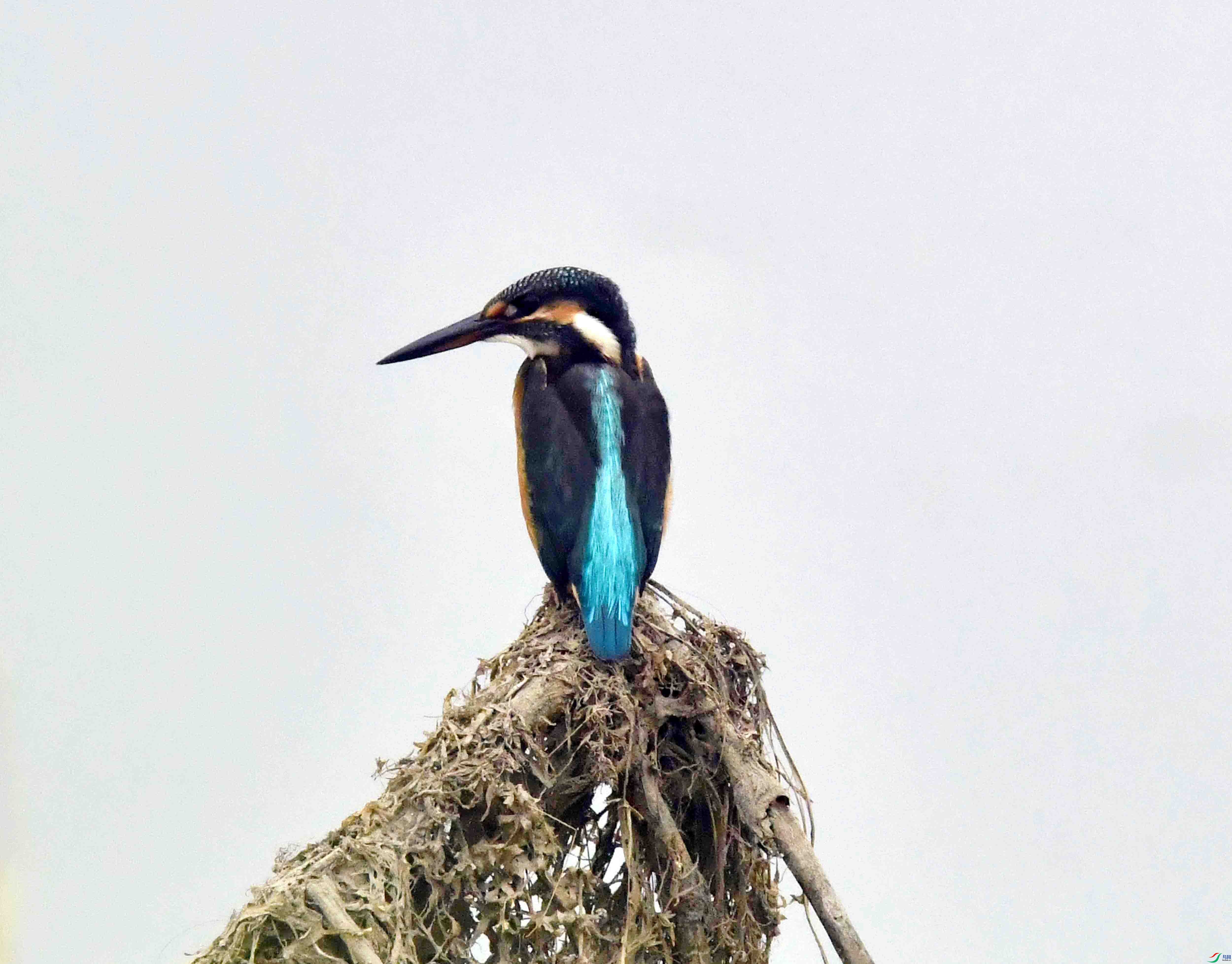DSC_9903.JPG