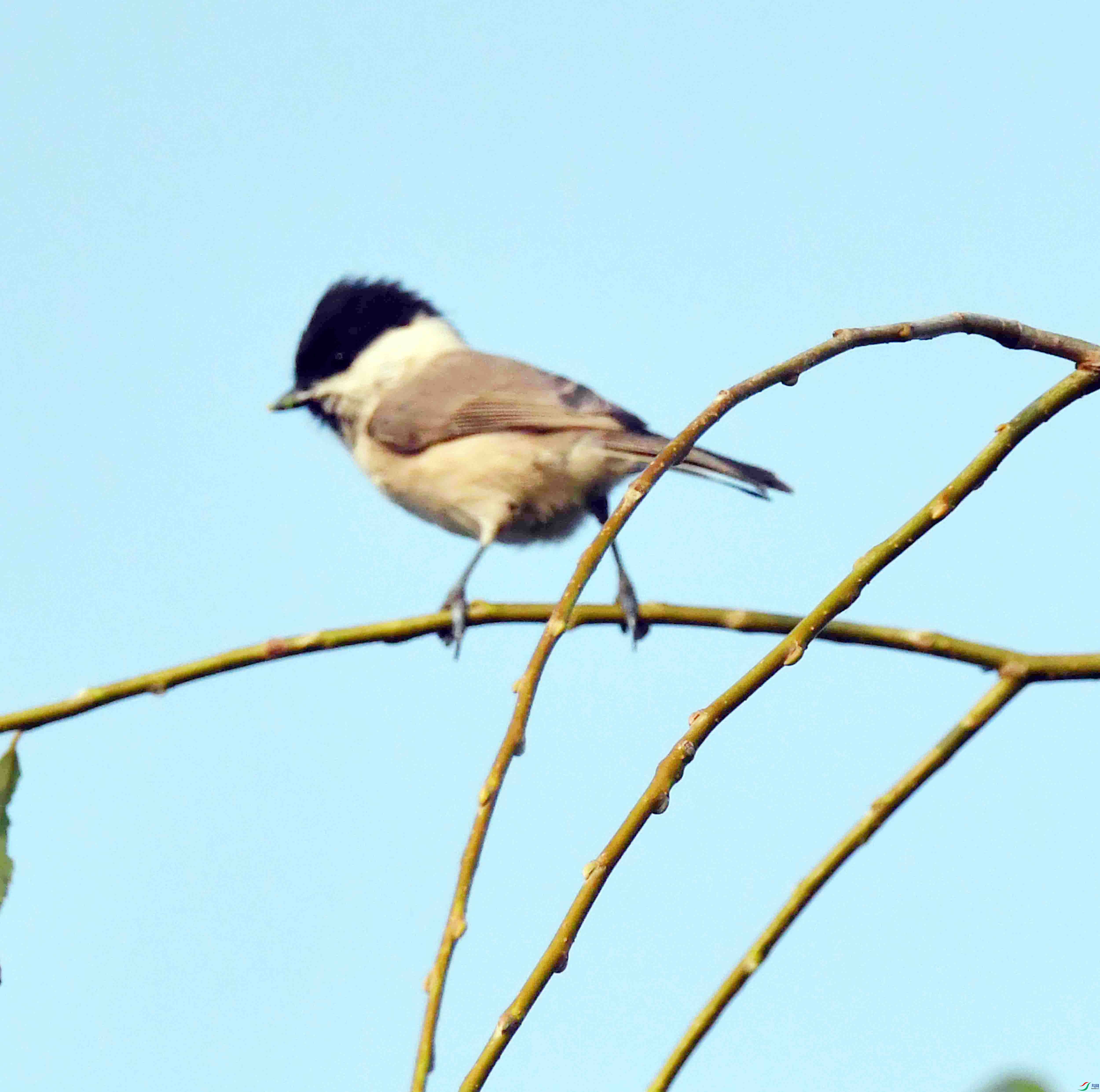 DSC_0236.JPG