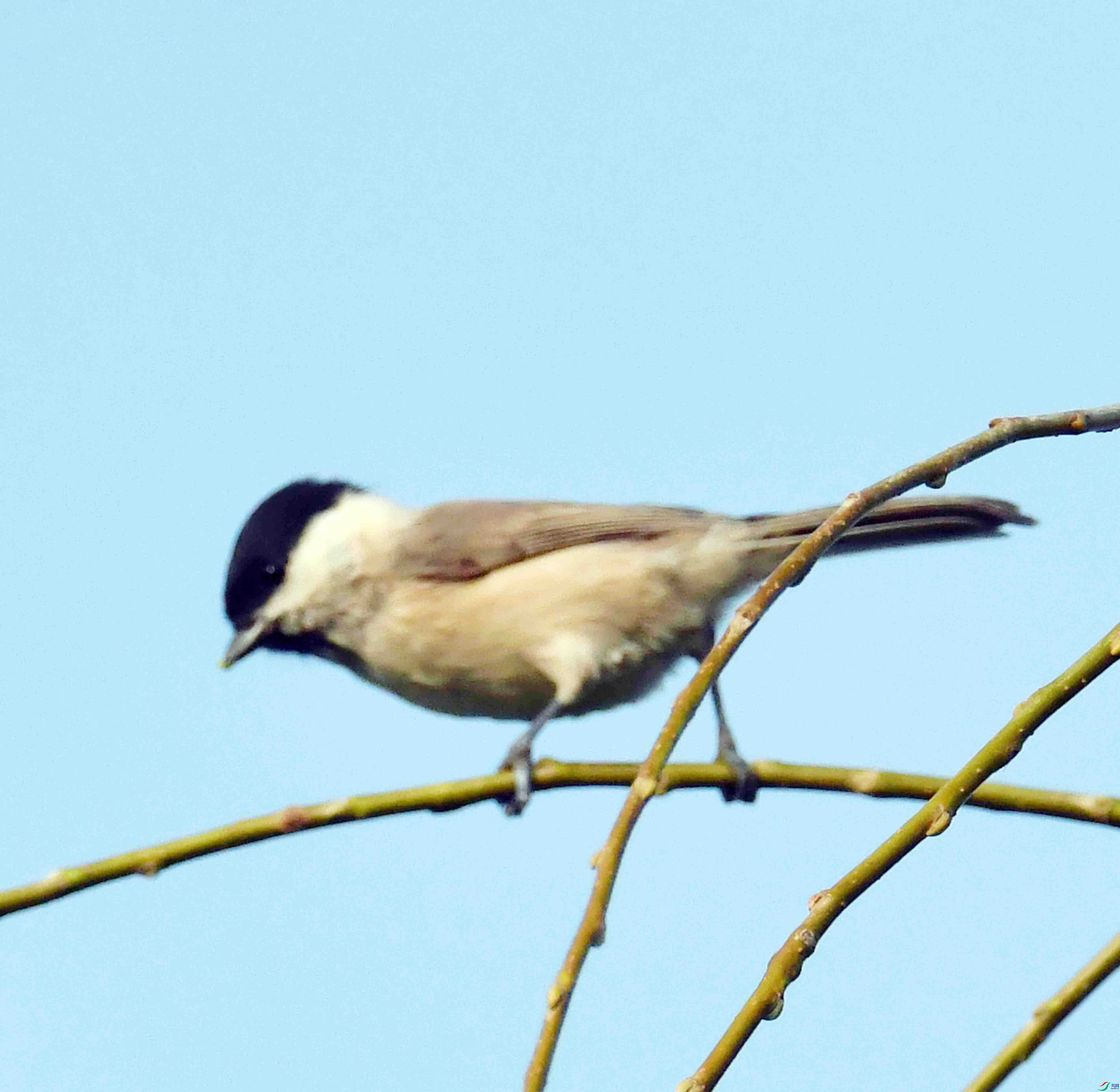 DSC_0237.JPG