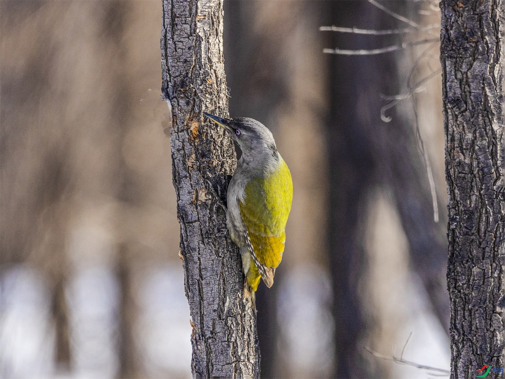 1K3A3403 ����1.jpg