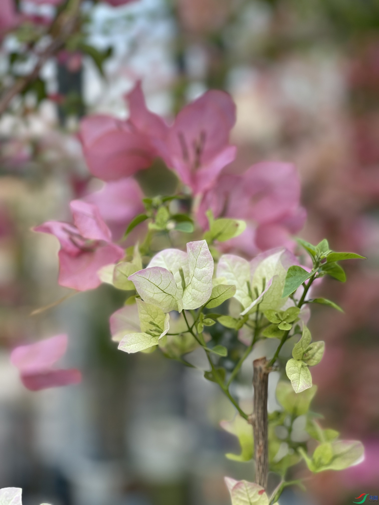 IMG_1690-FullSizeRender.jpg