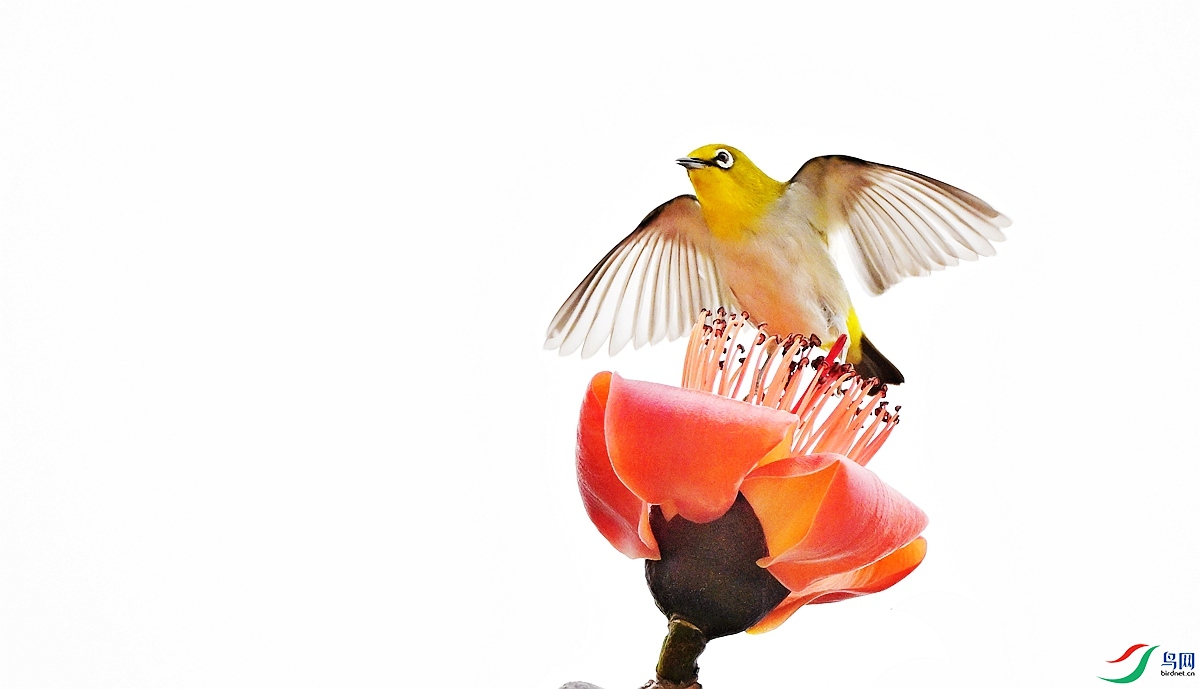 DSC_3474 - ���� - ����.JPG