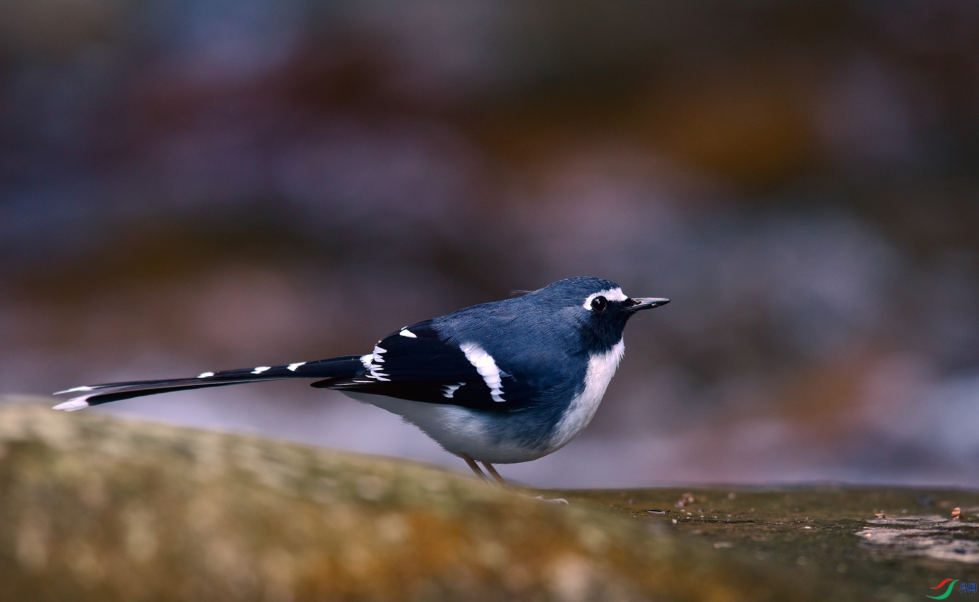 D8I_5790.jpg