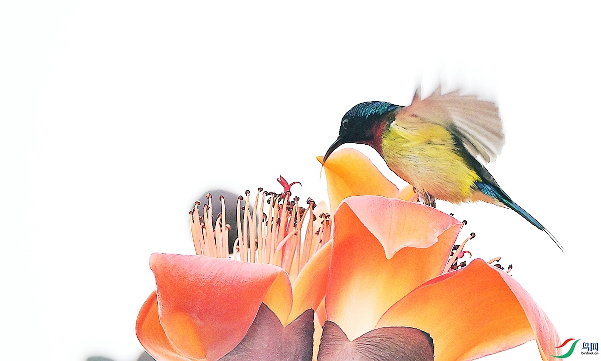 DSC_5642 - ����.JPG