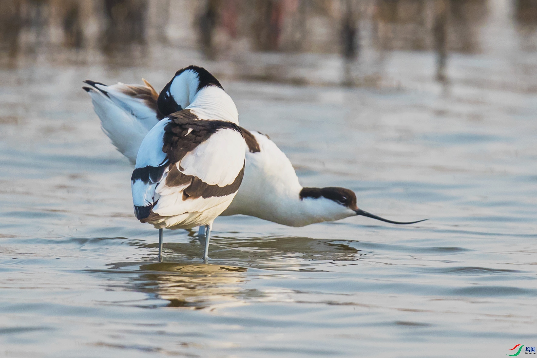 _90I8217 ����.jpg