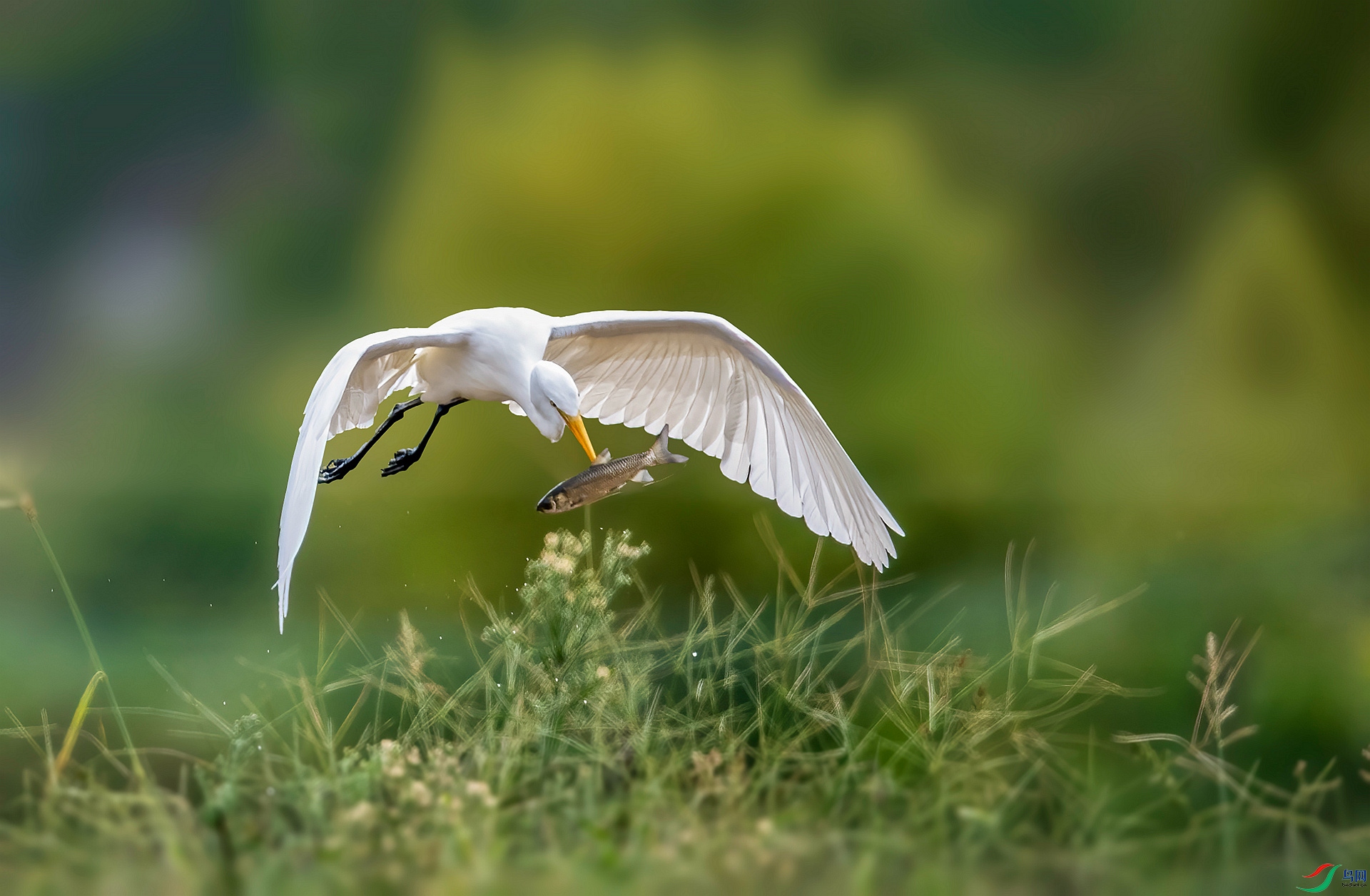 DSC_2474 ����_����.jpg