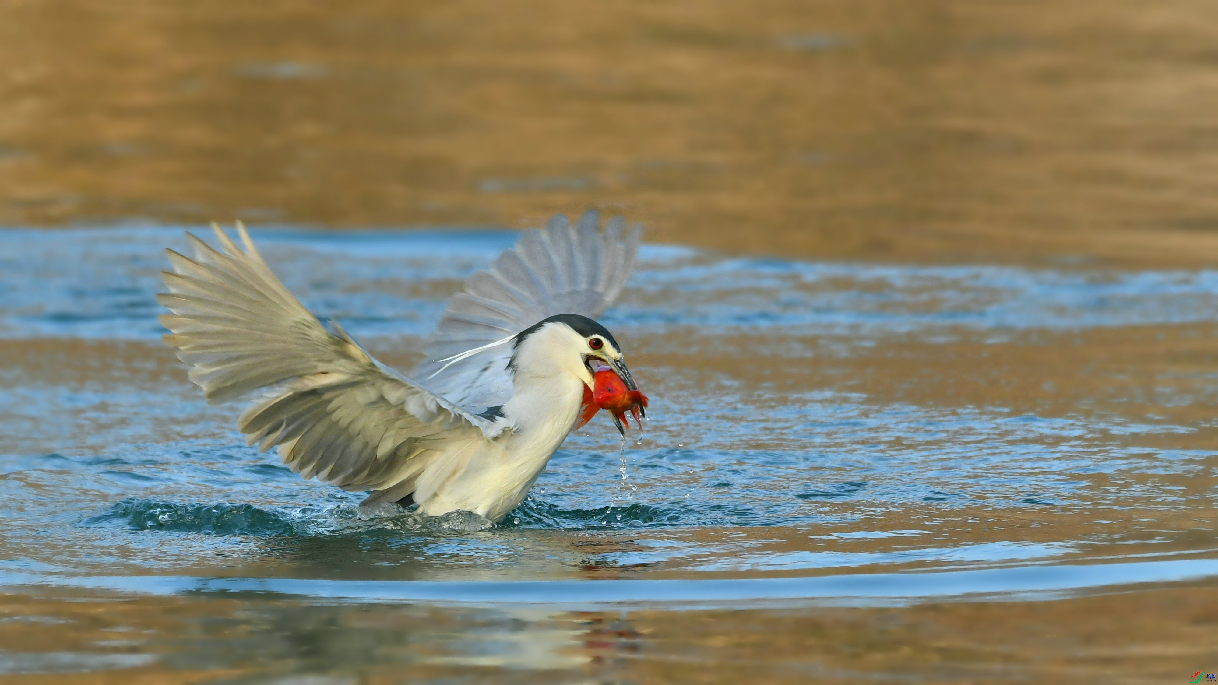 DSC_9641.JPG