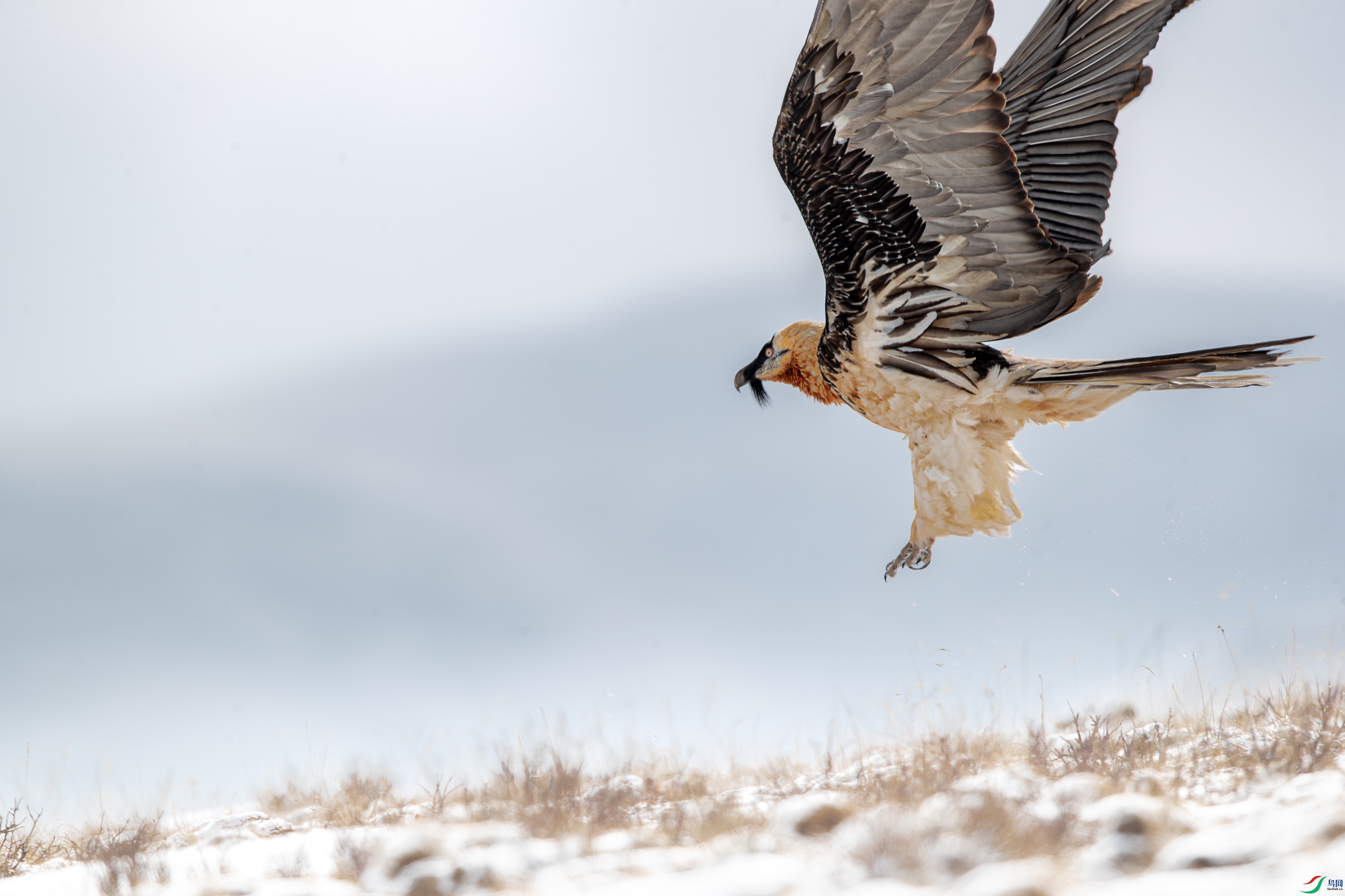 AY8I0996- ����.jpg