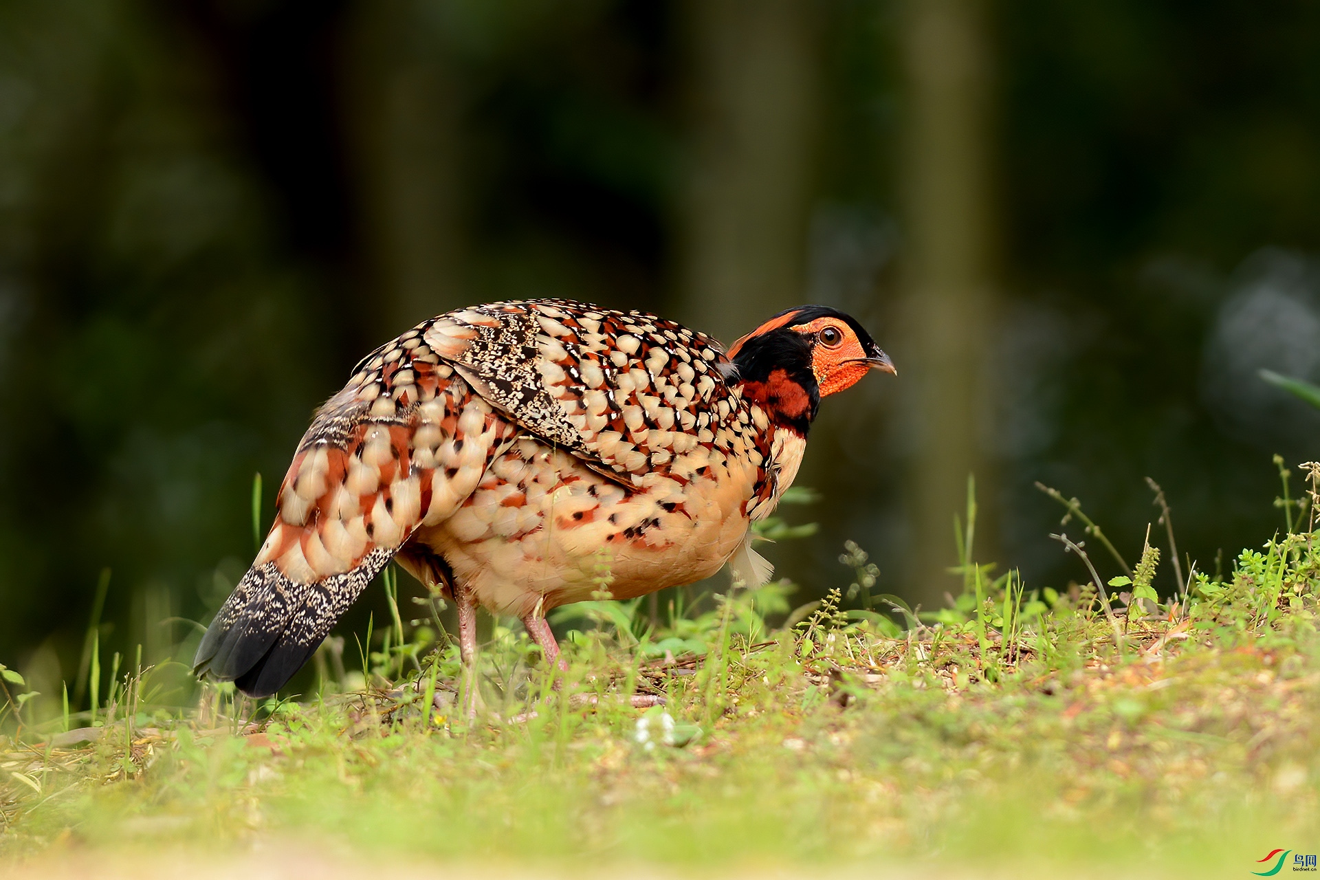 DSC_7418.jpgqq.jpg