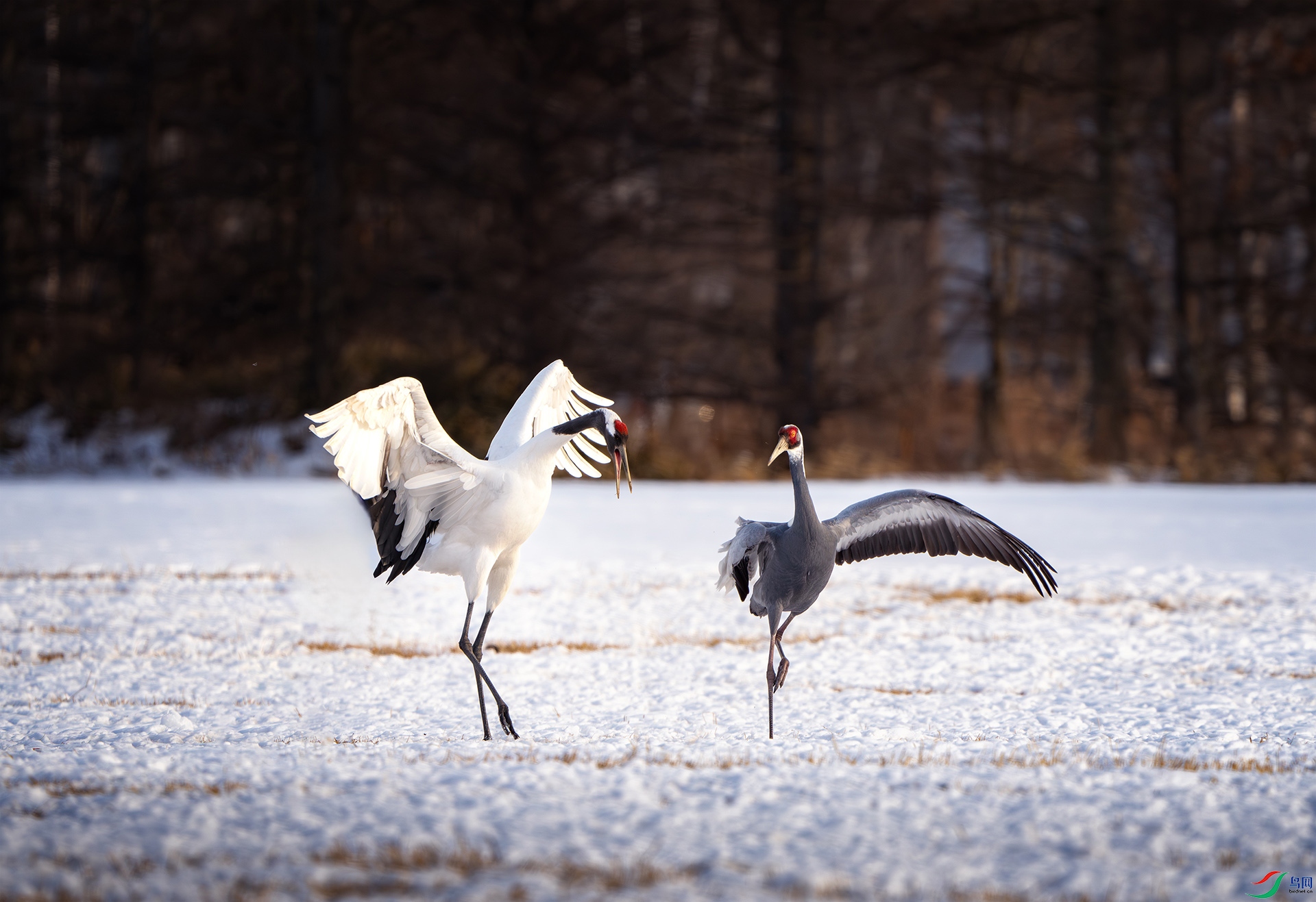 _DSC7692-����ǿ-NR ���� 2.jpg