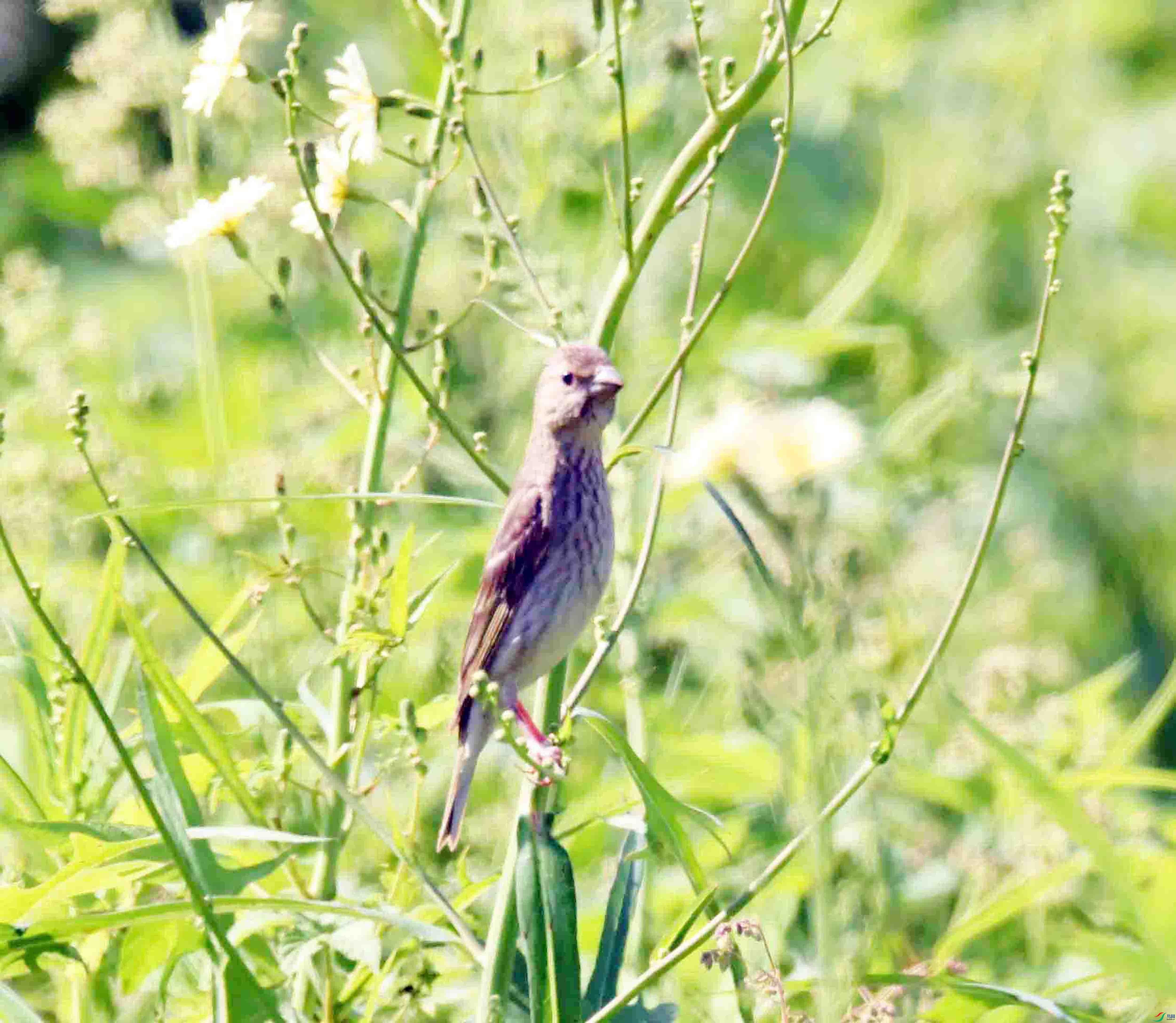 DSC_9508.JPG