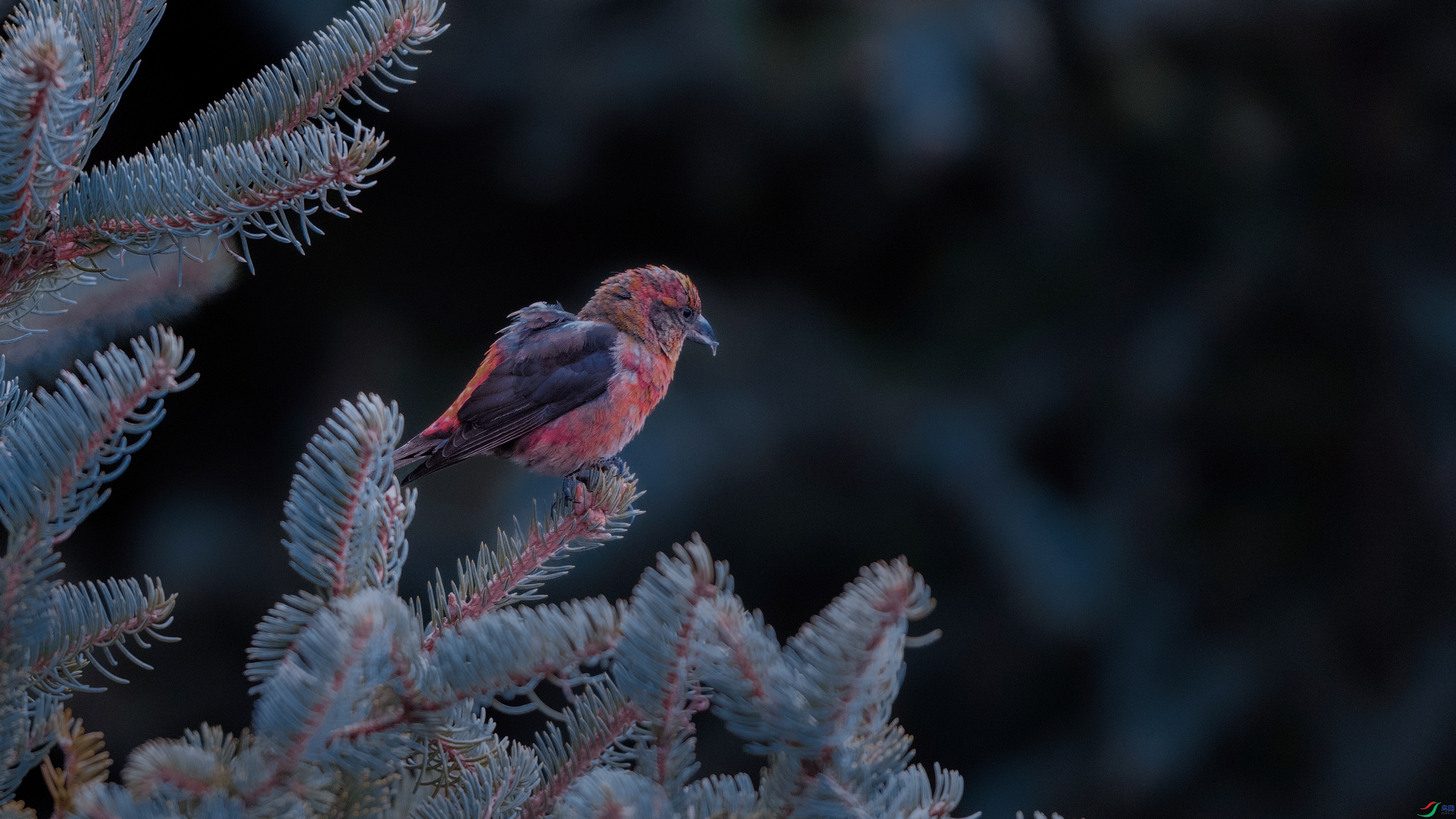 7X5A9533 ���� - ����.jpg