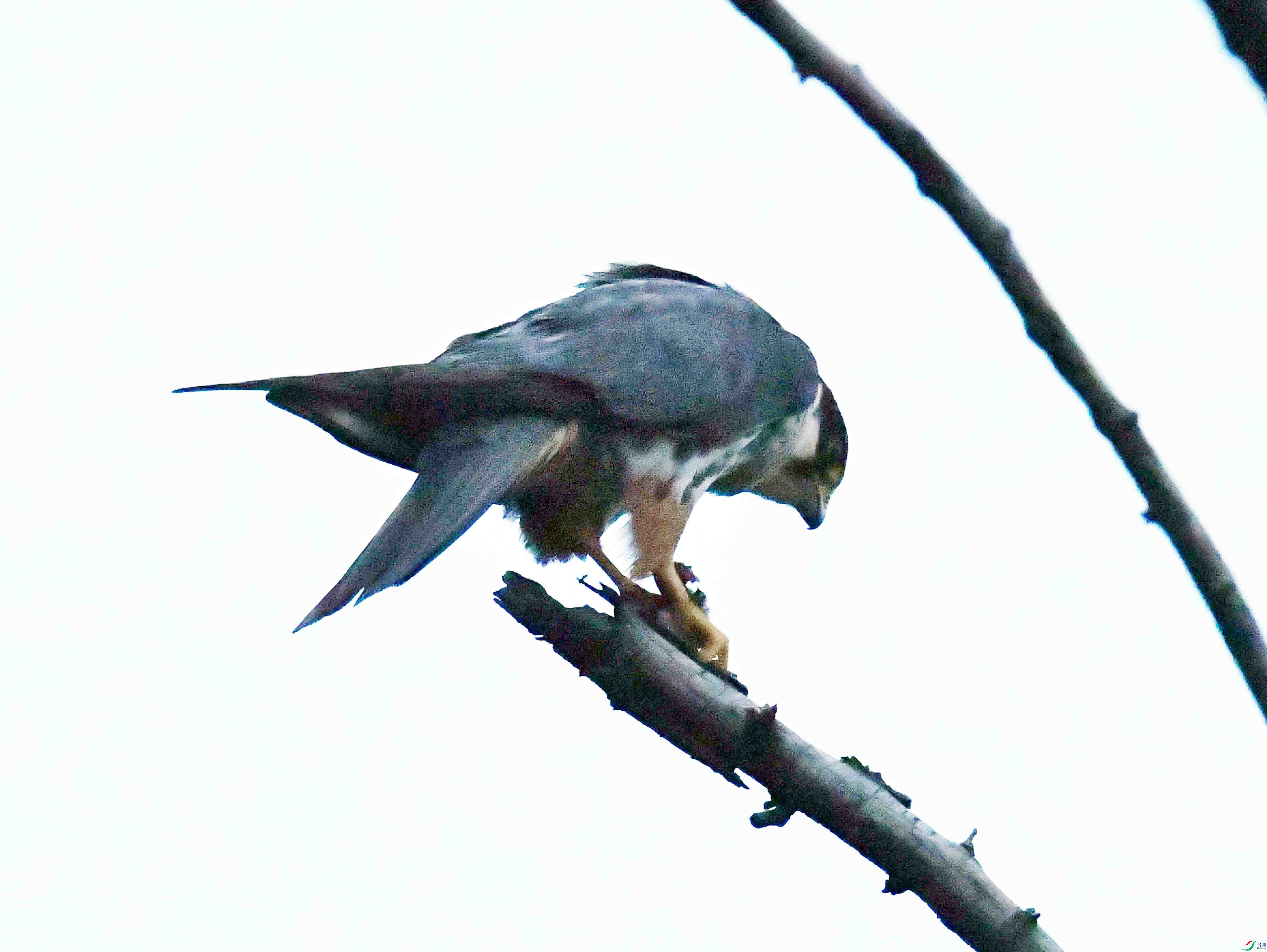DSC_4937.JPG