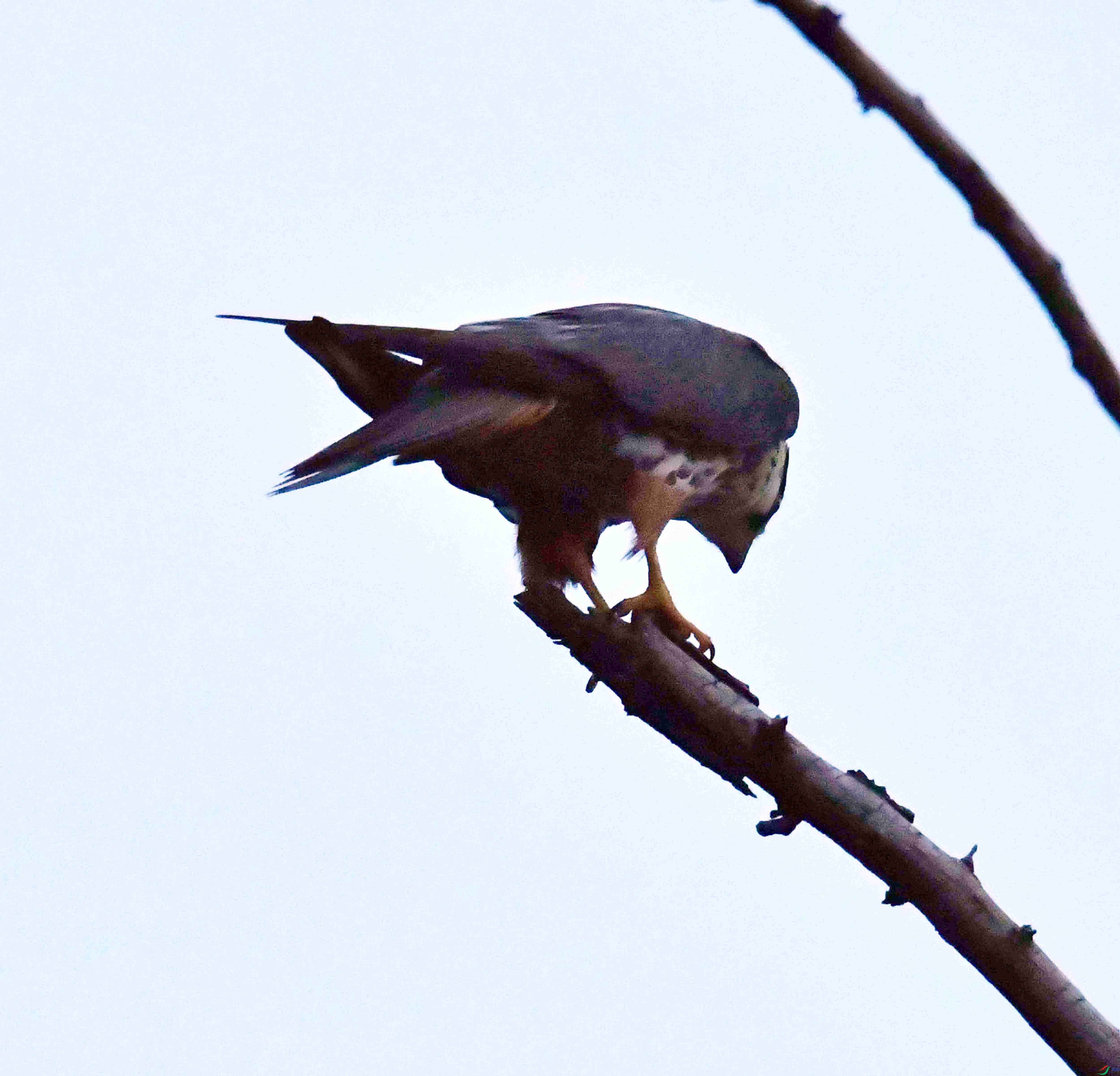 DSC_4941.JPG