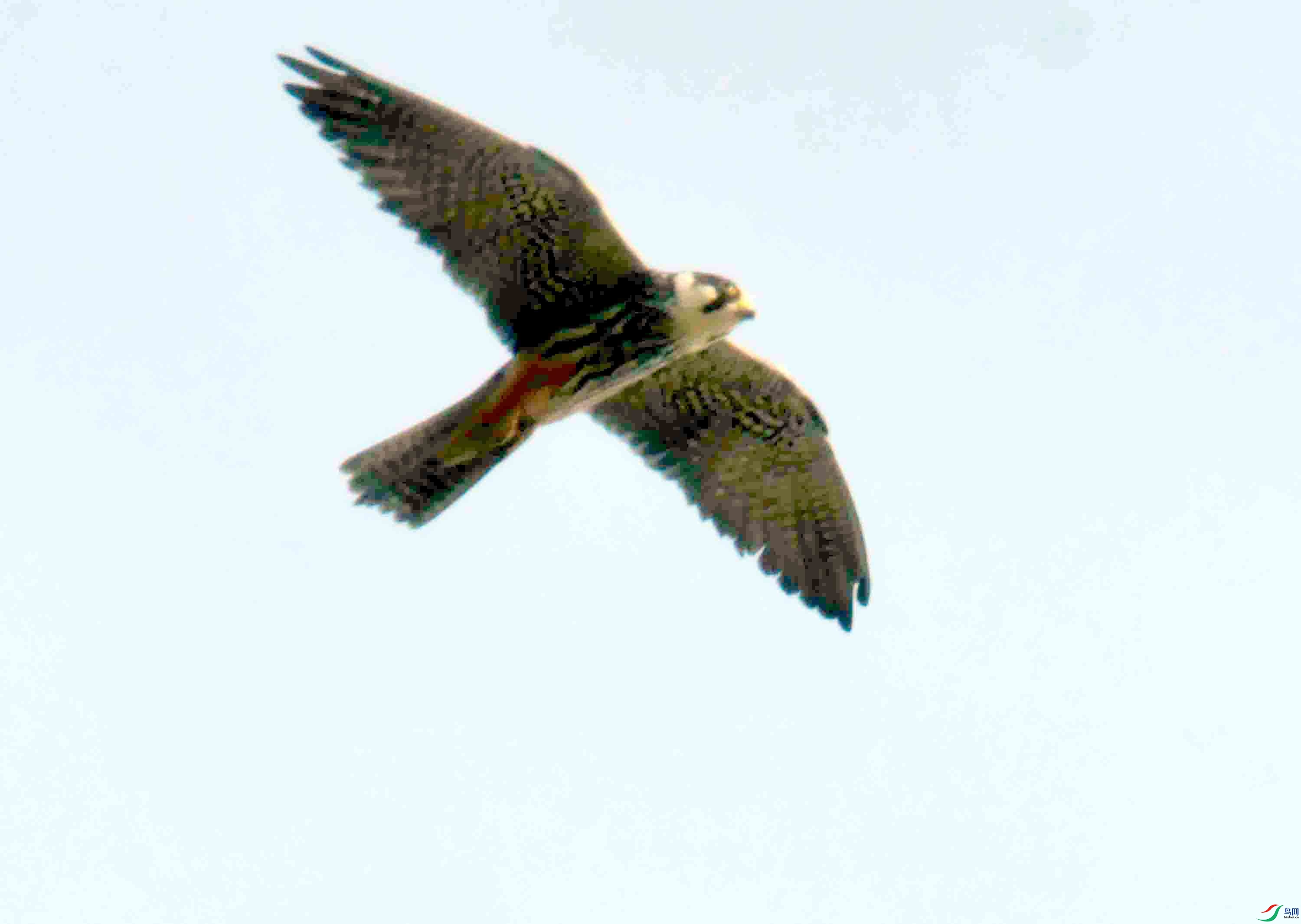 DSC_7823.JPG