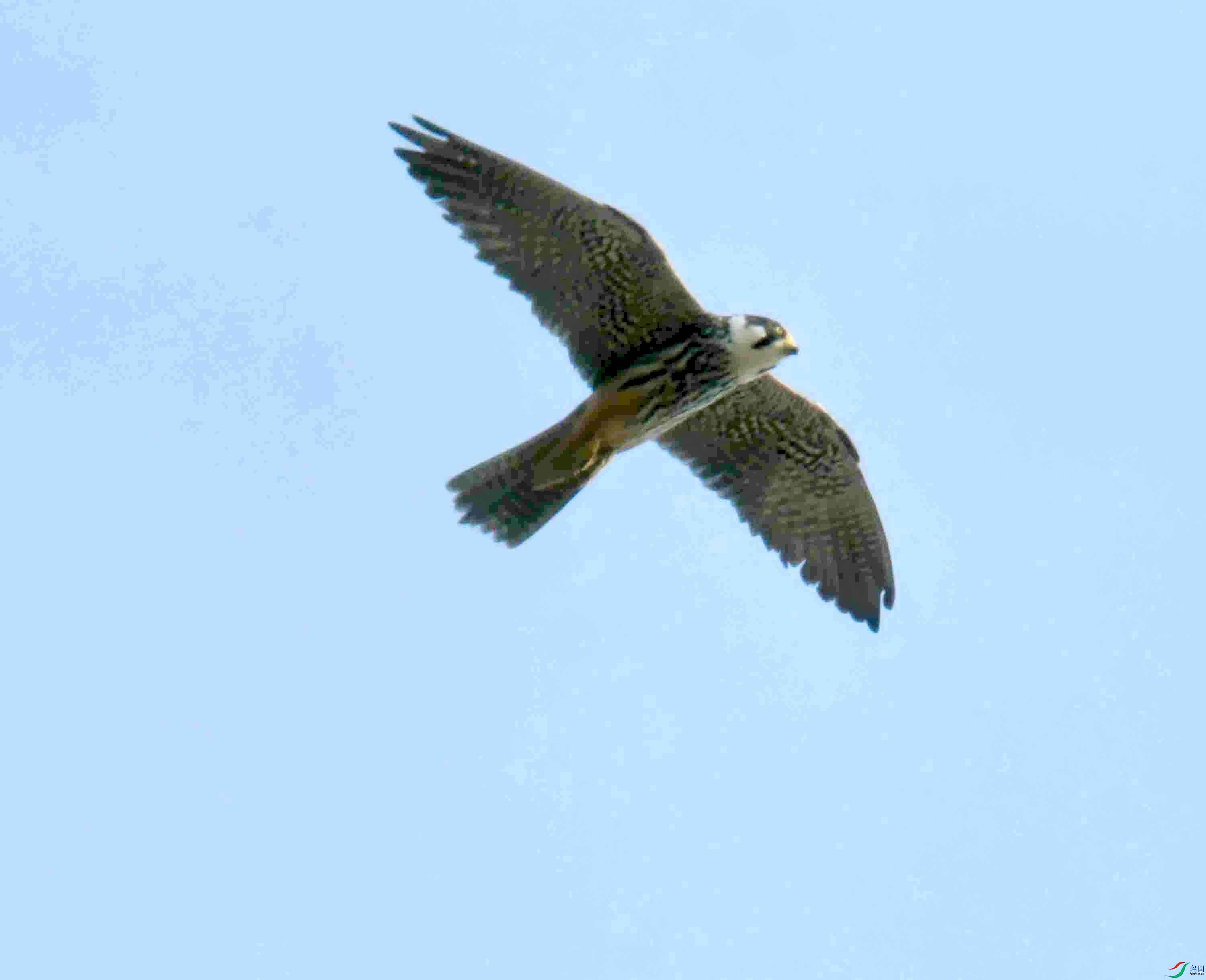 DSC_7824.JPG