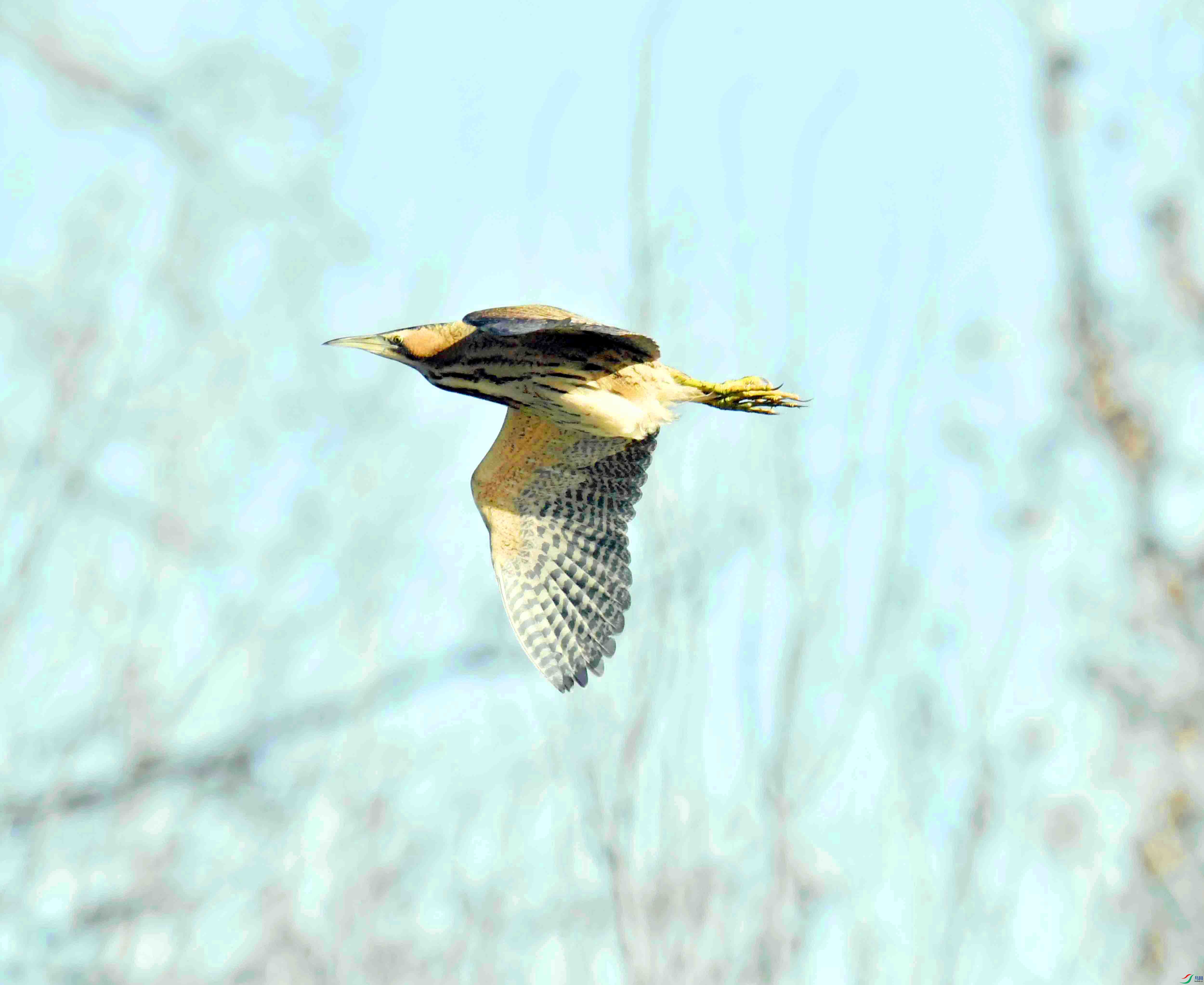DSC_3651.JPG