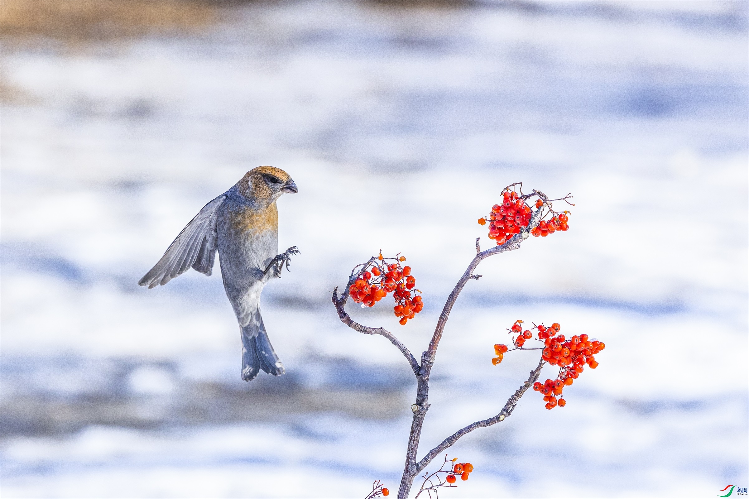 1K3A5392 ����1.jpg