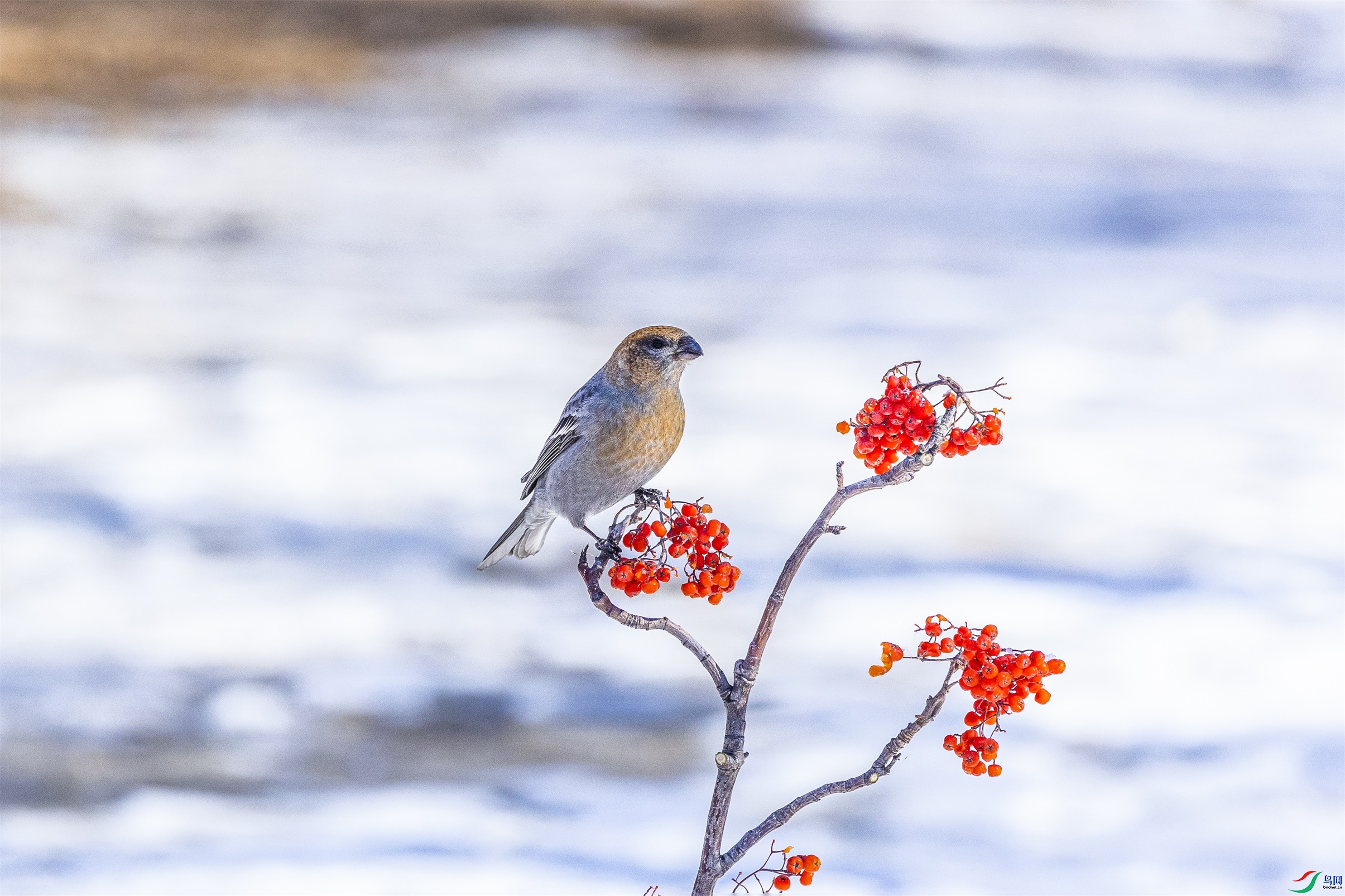 1K3A5396 ����1.jpg