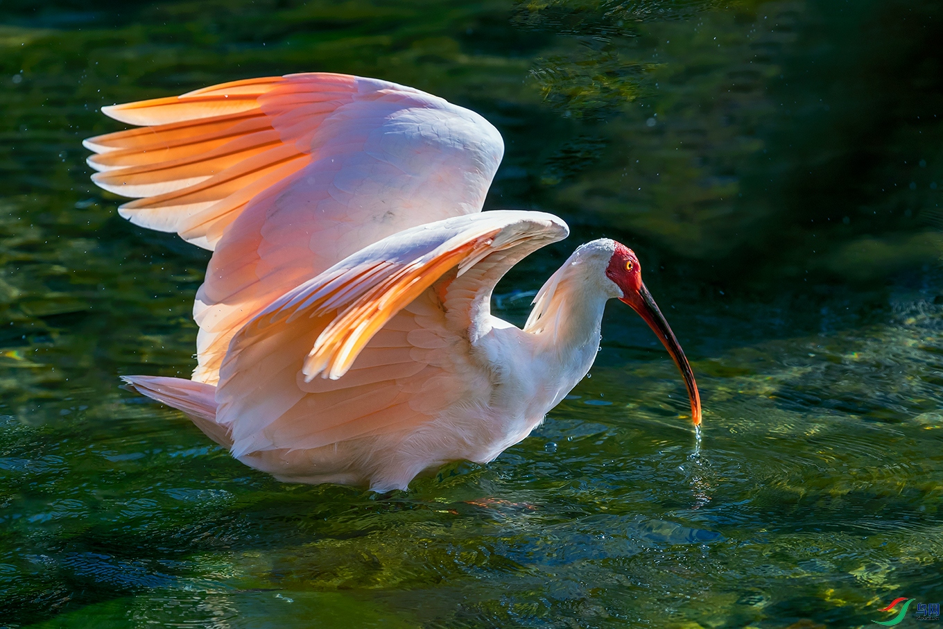 ���q----��ˮ���q