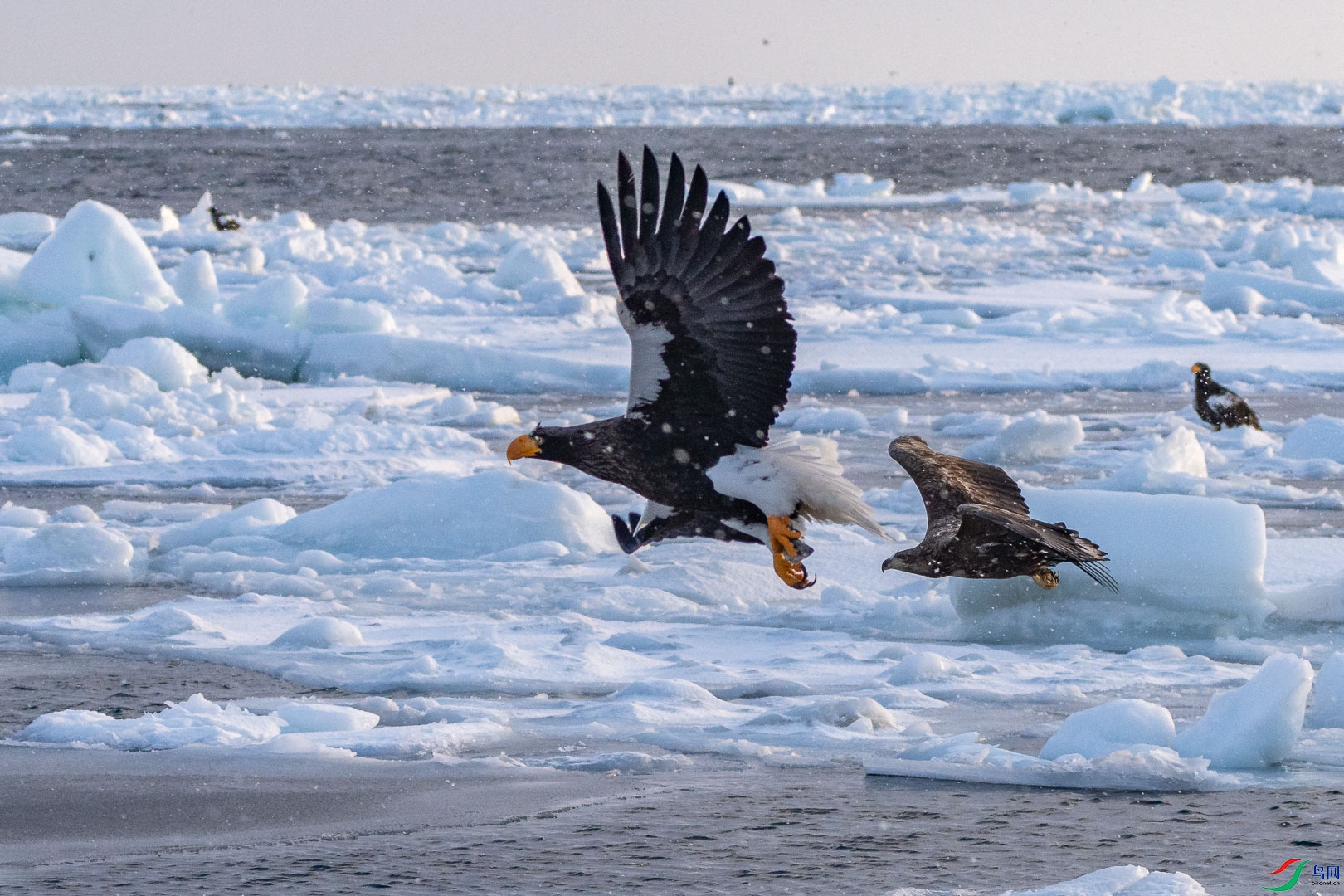 ѩ�� ׷��.jpg