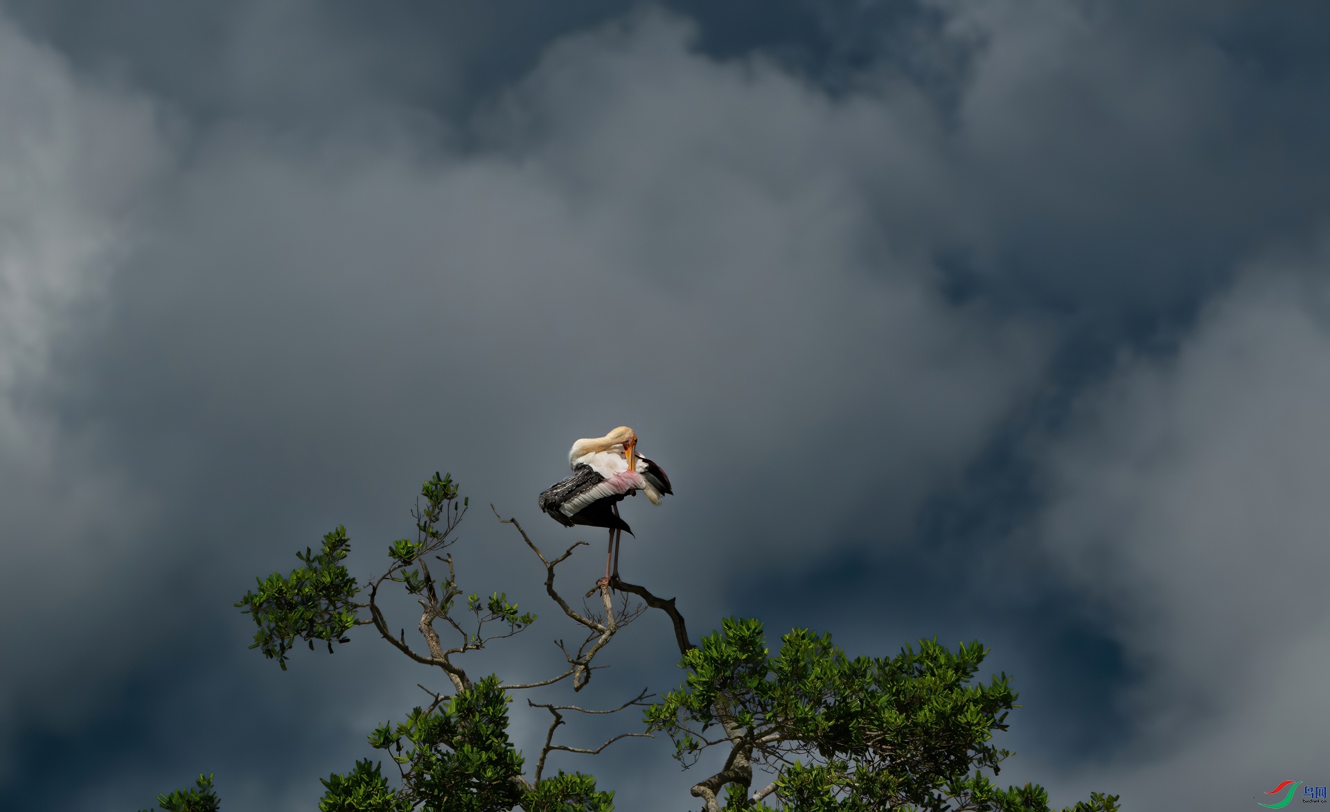 DSC06651-denoise-denoise (1)-gigapixel.jpg