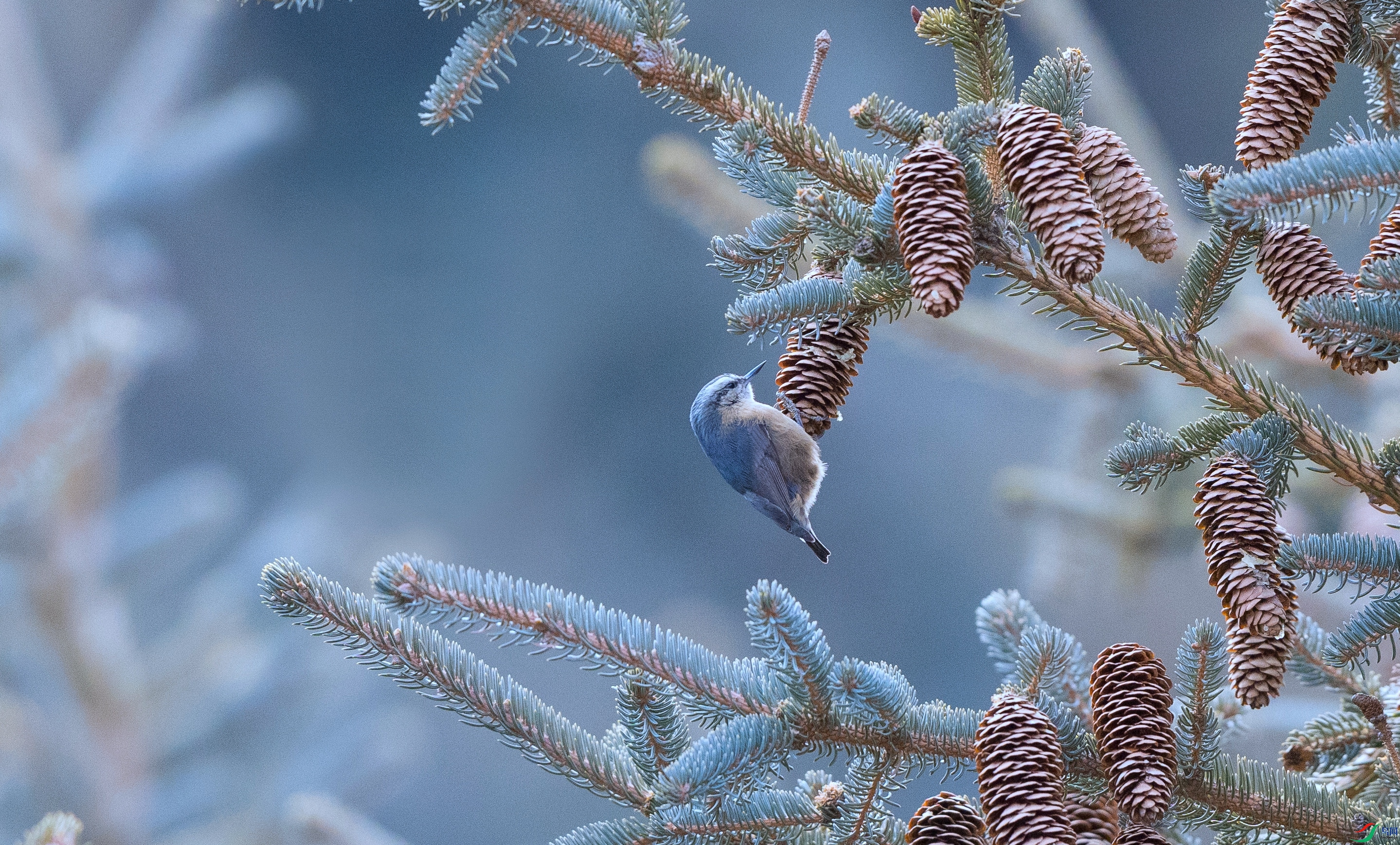 7X5A1343 ���� - ����.jpg