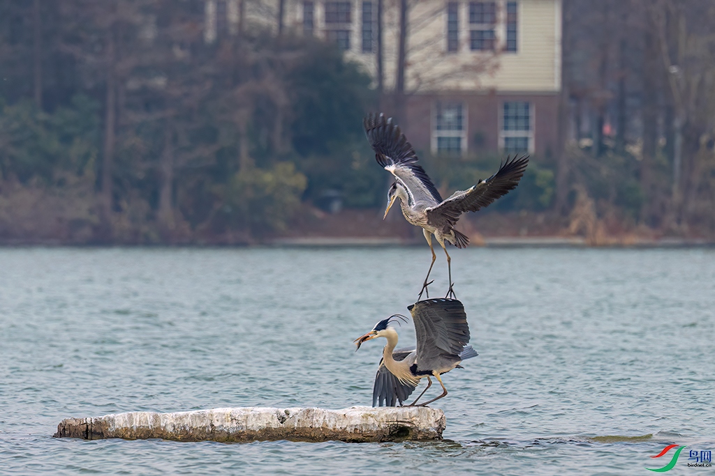 xzdlhR240307 (559).jpg