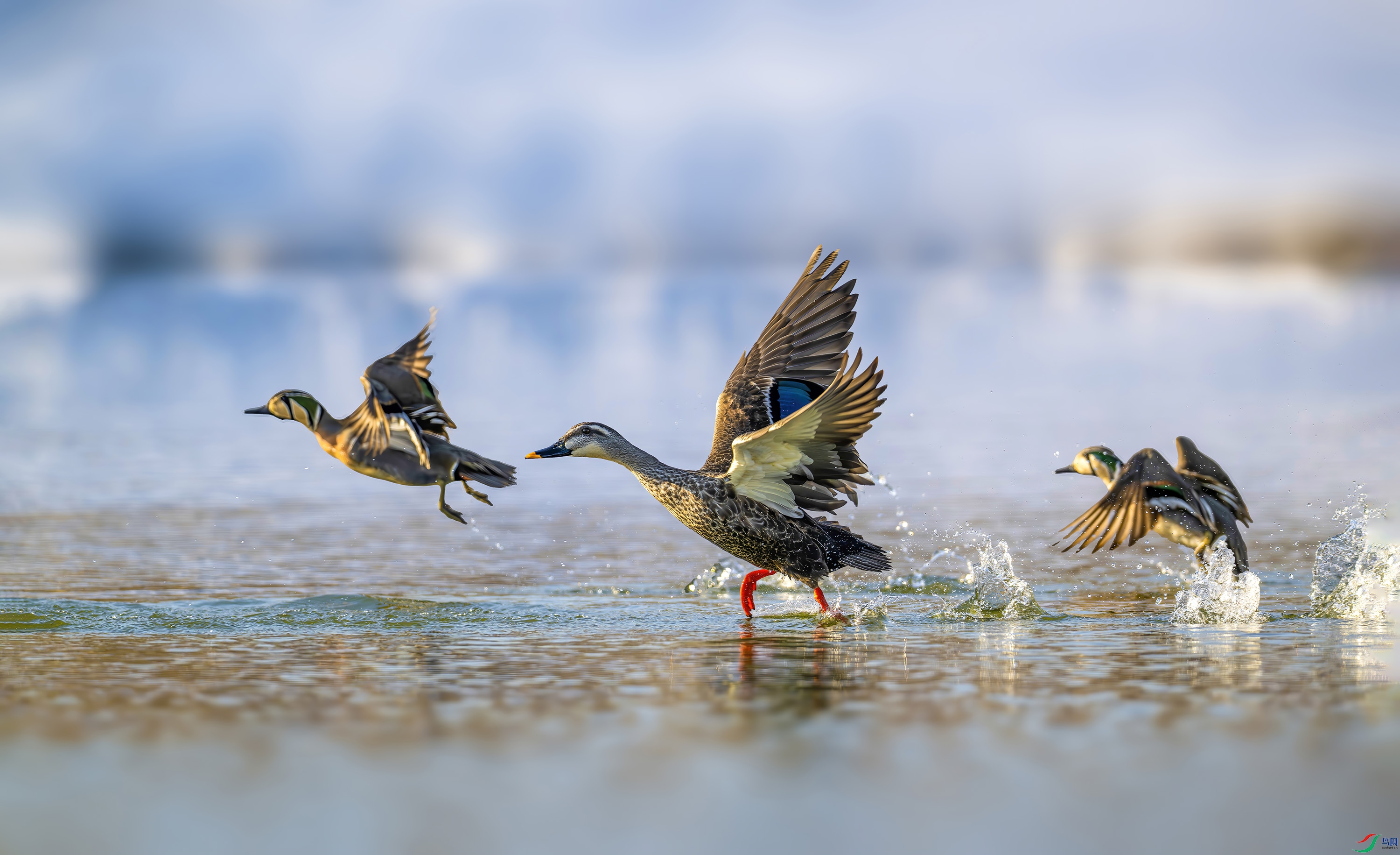 _JIL8074-����ǿ-NR ����OK.jpg