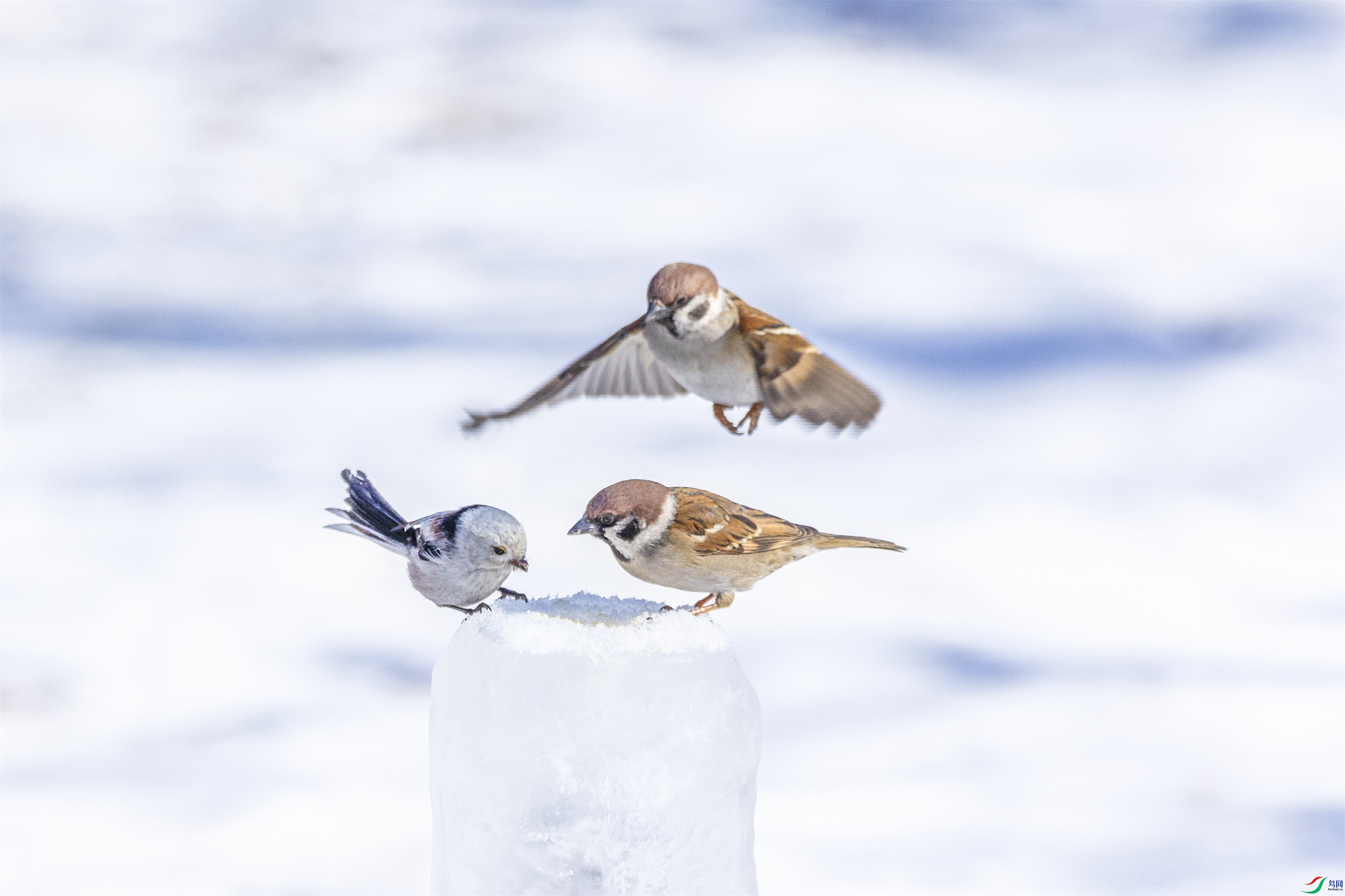 1K3A3582 ����1.jpg