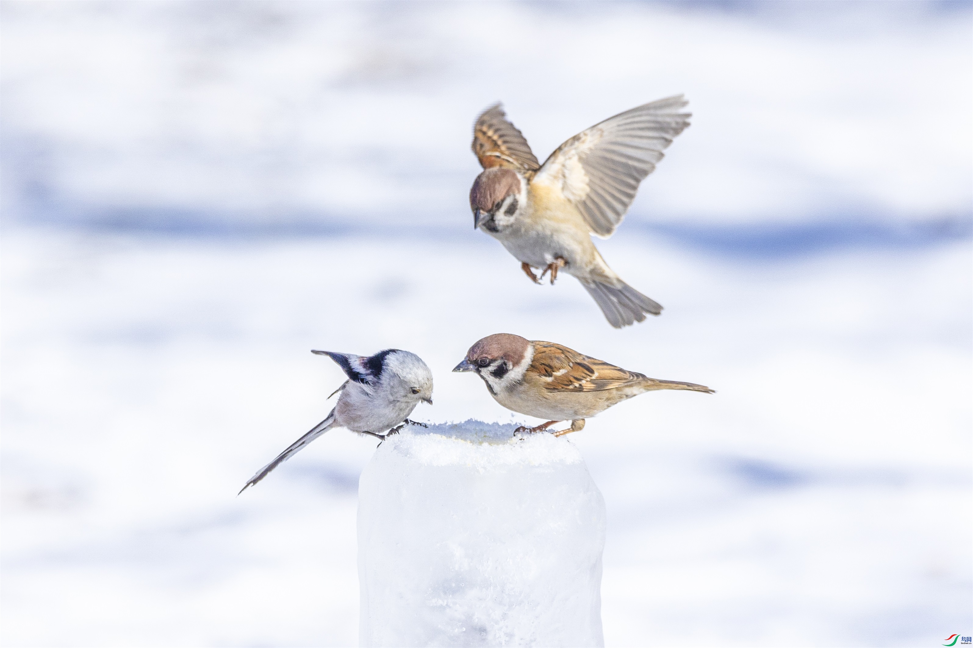 1K3A3584 ����1.jpg