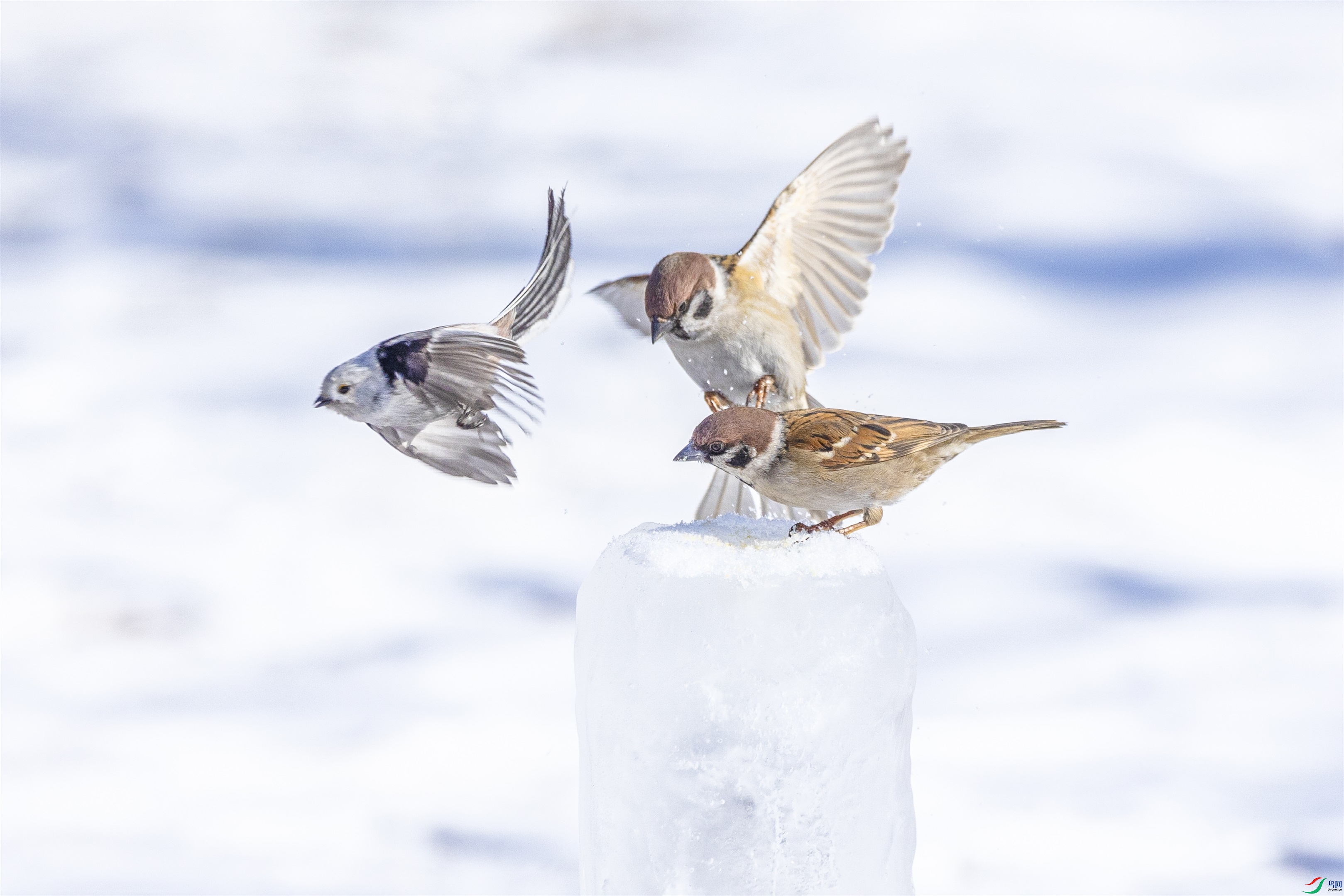 1K3A3587 ����1.jpg