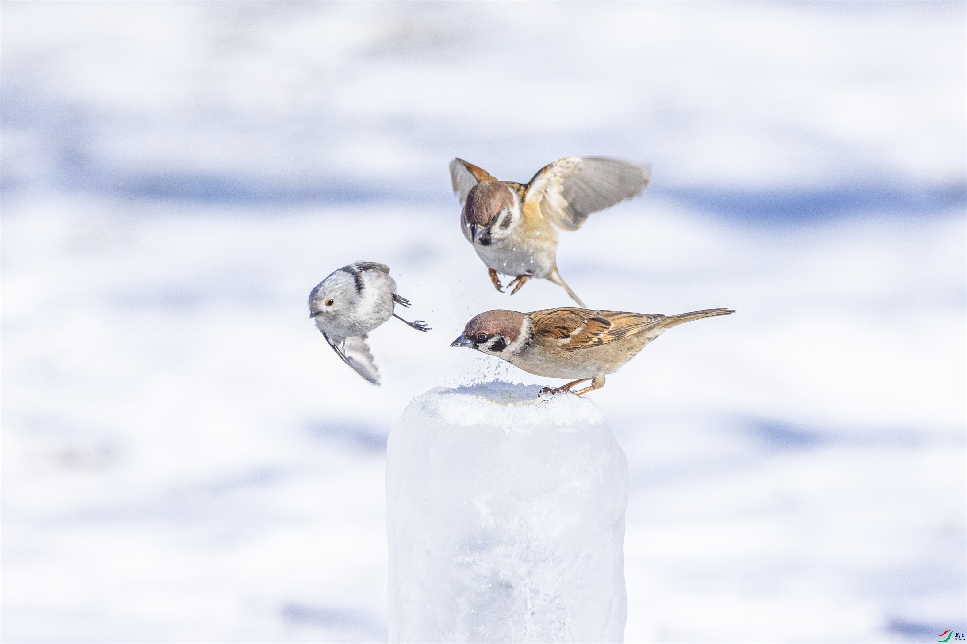 1K3A3586 ����1.jpg