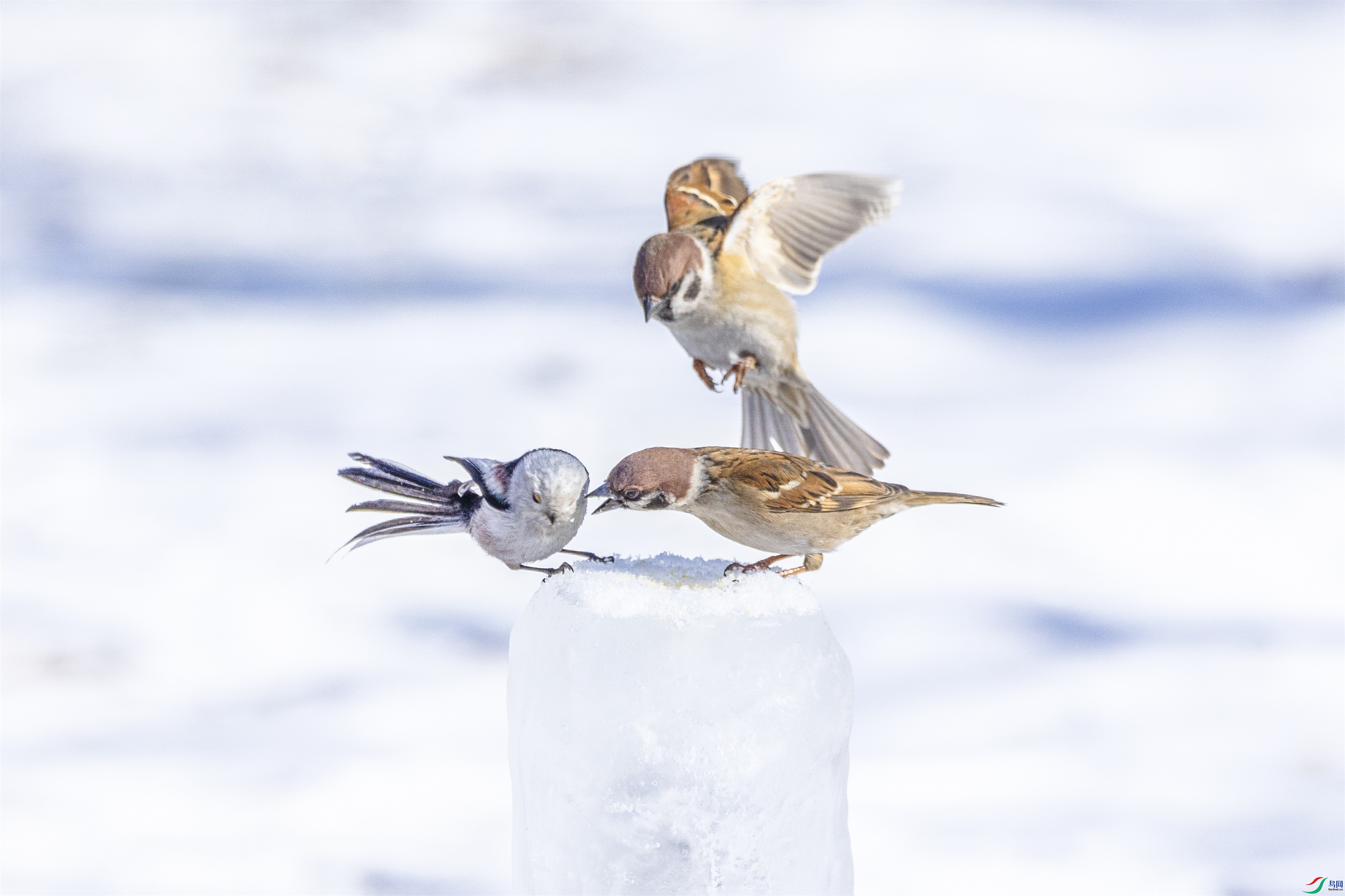 1K3A3585 ����1.jpg