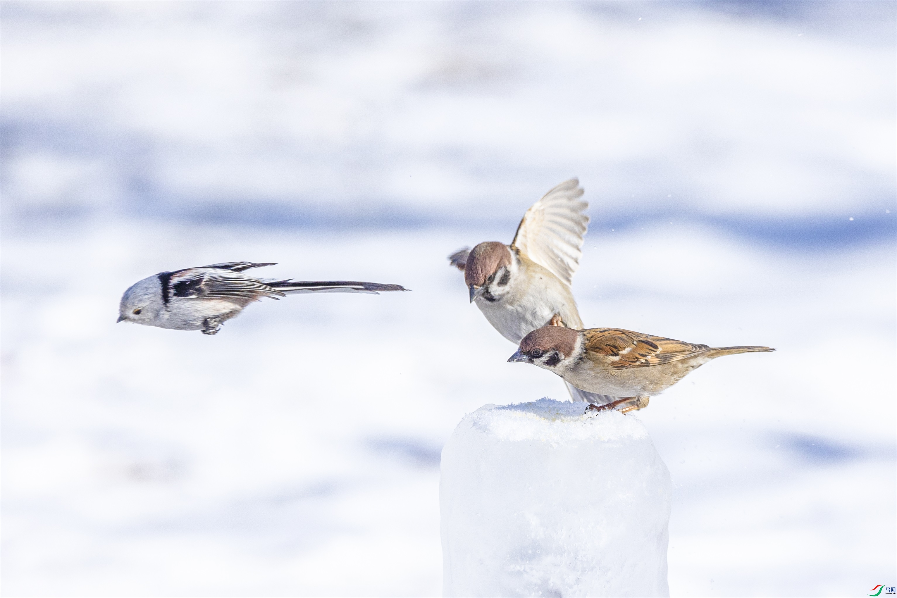 1K3A3588 ����1.jpg